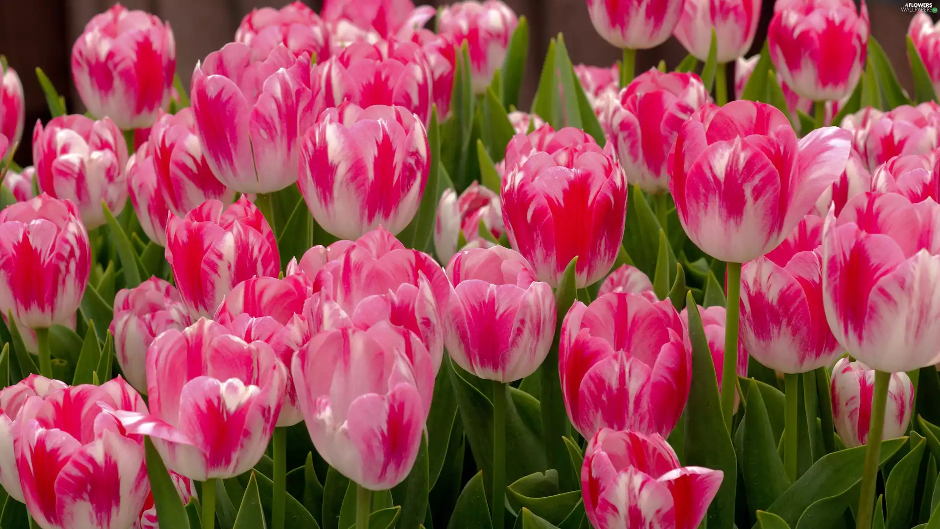 white, Tulips, Garden, Pink