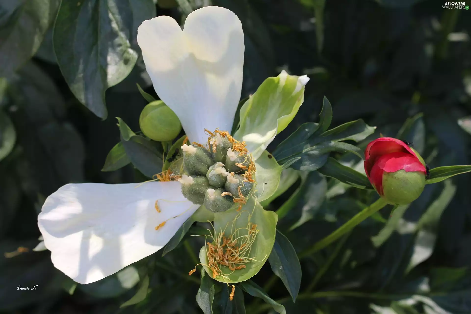 White, bud, Leaf, Pink