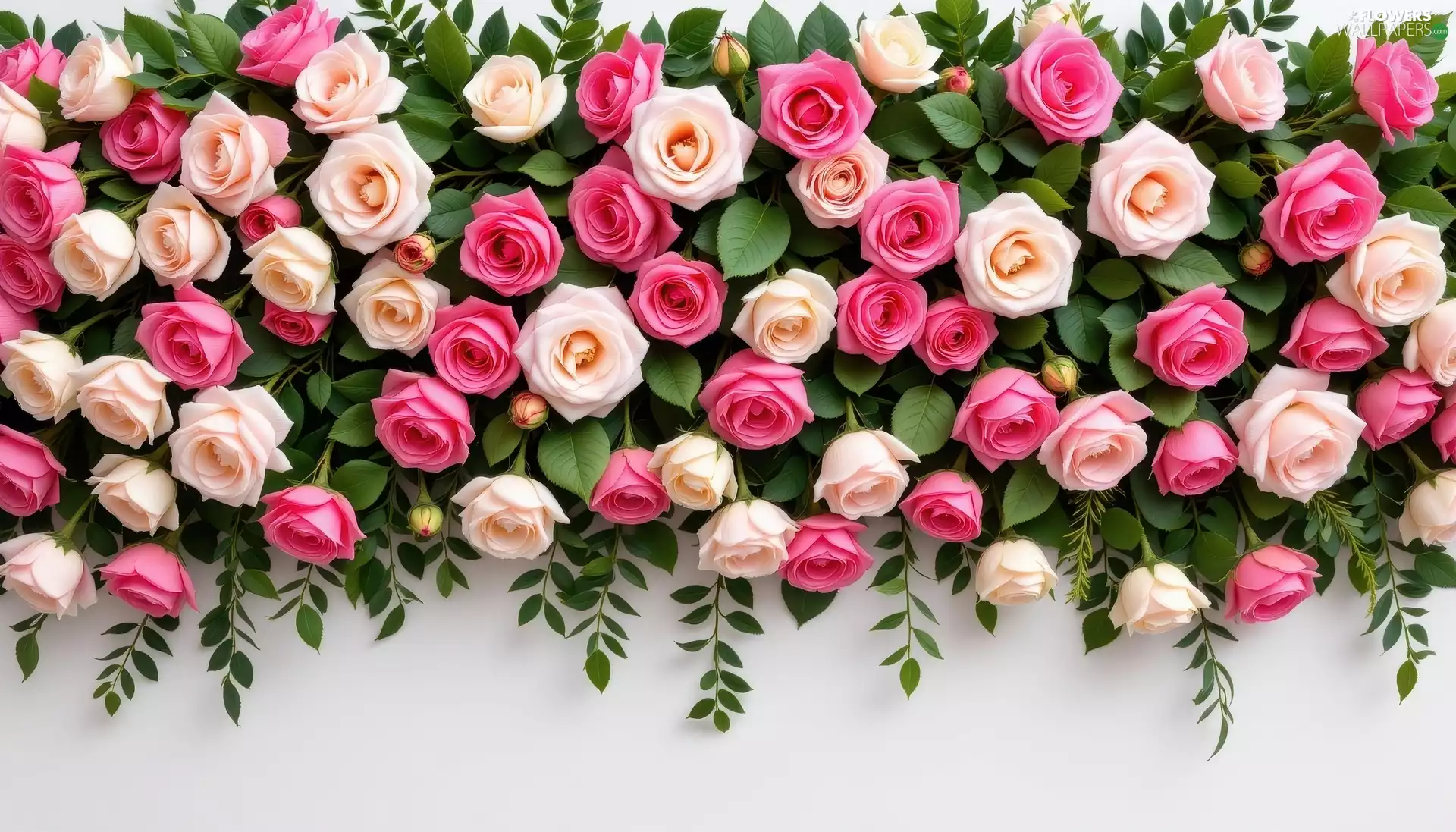 White, roses, leaves, Pink