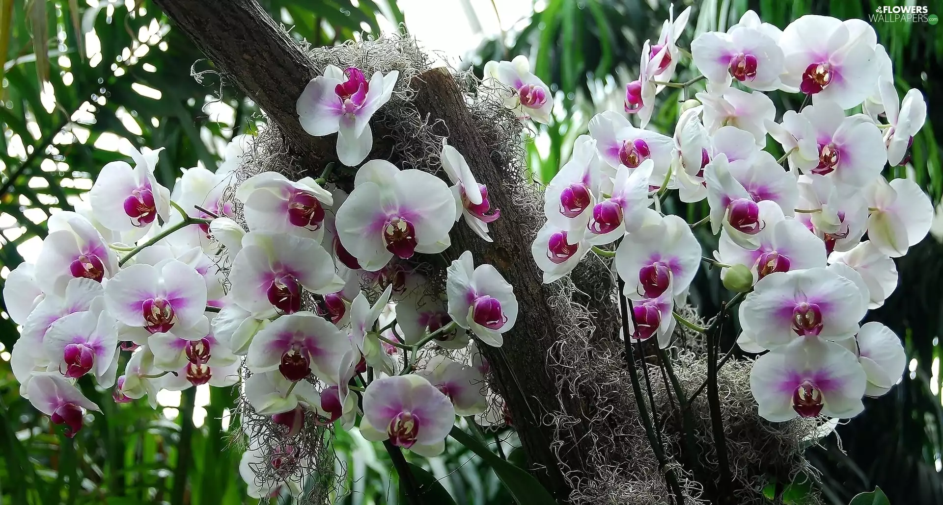 white, orchid, orchid, Pink