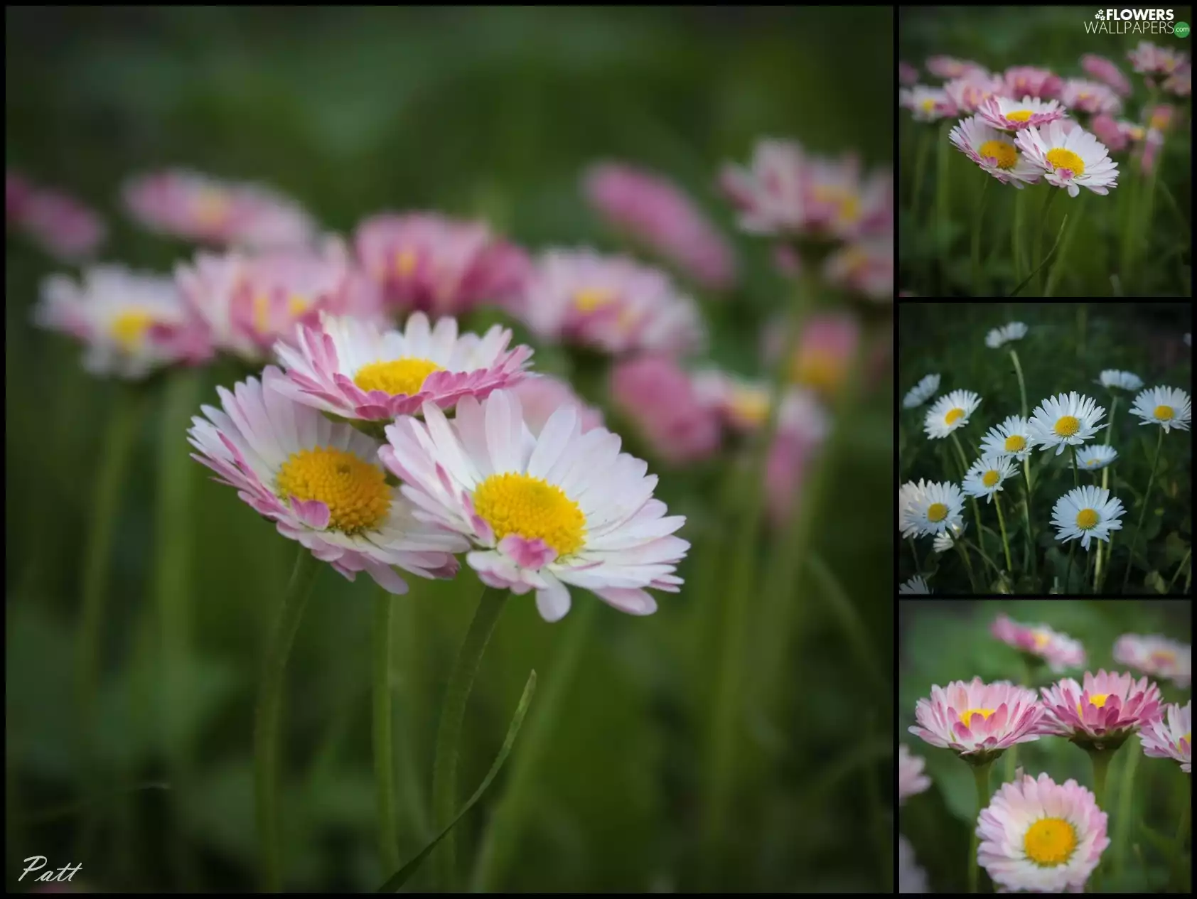 White, daisies, photos, Pink