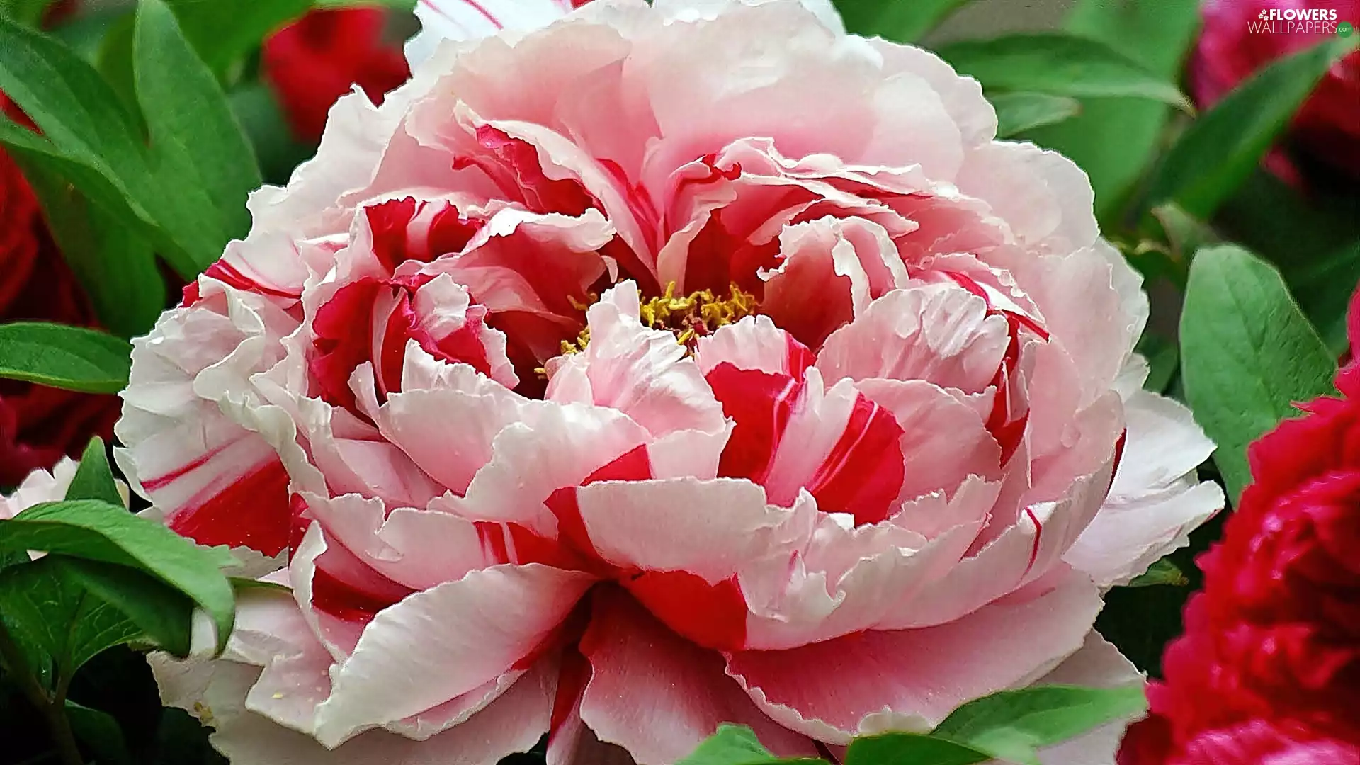 white, peony, rapprochement, Pink