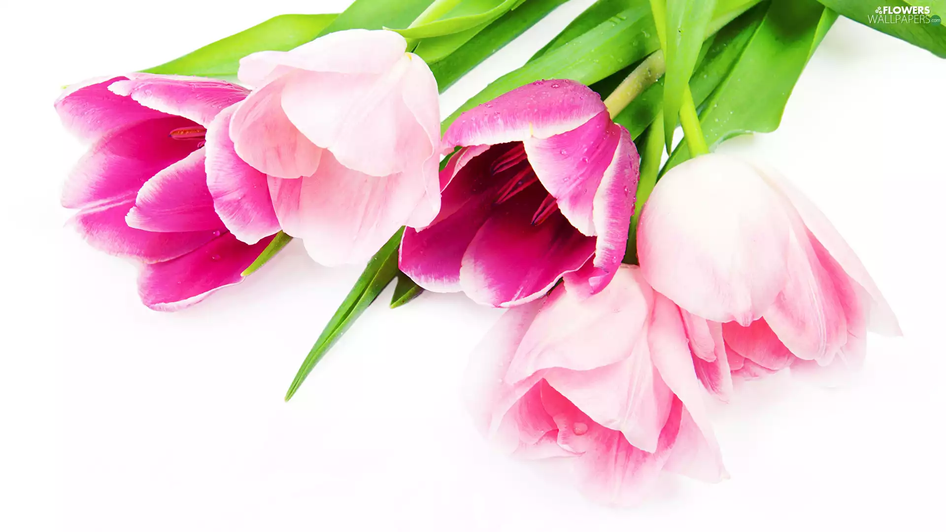 Flowers, Pink, white background, Tulips