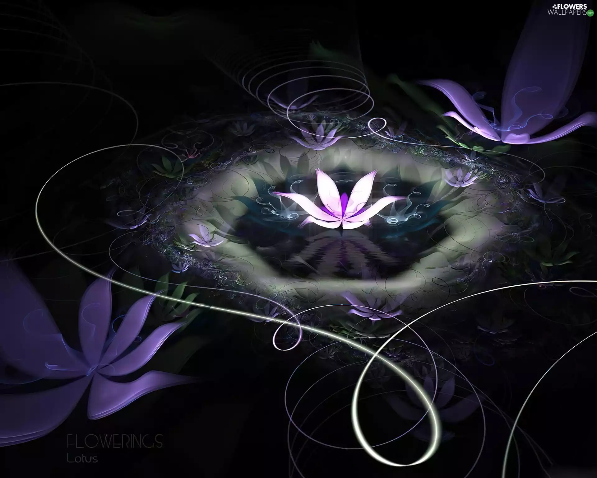 white, Lily, Vectorial, Pink