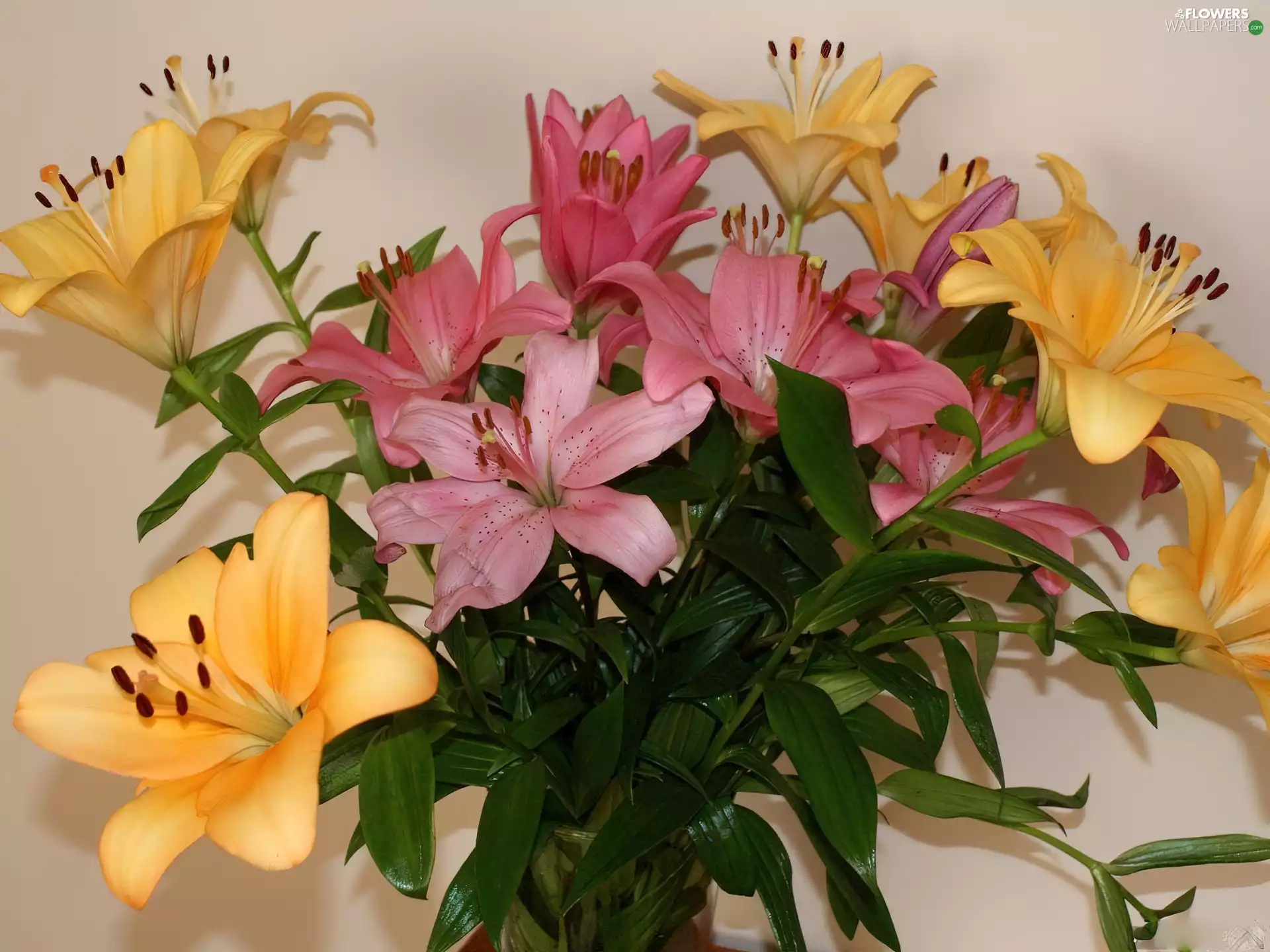 Yellow, lilies, bouquet, Pink