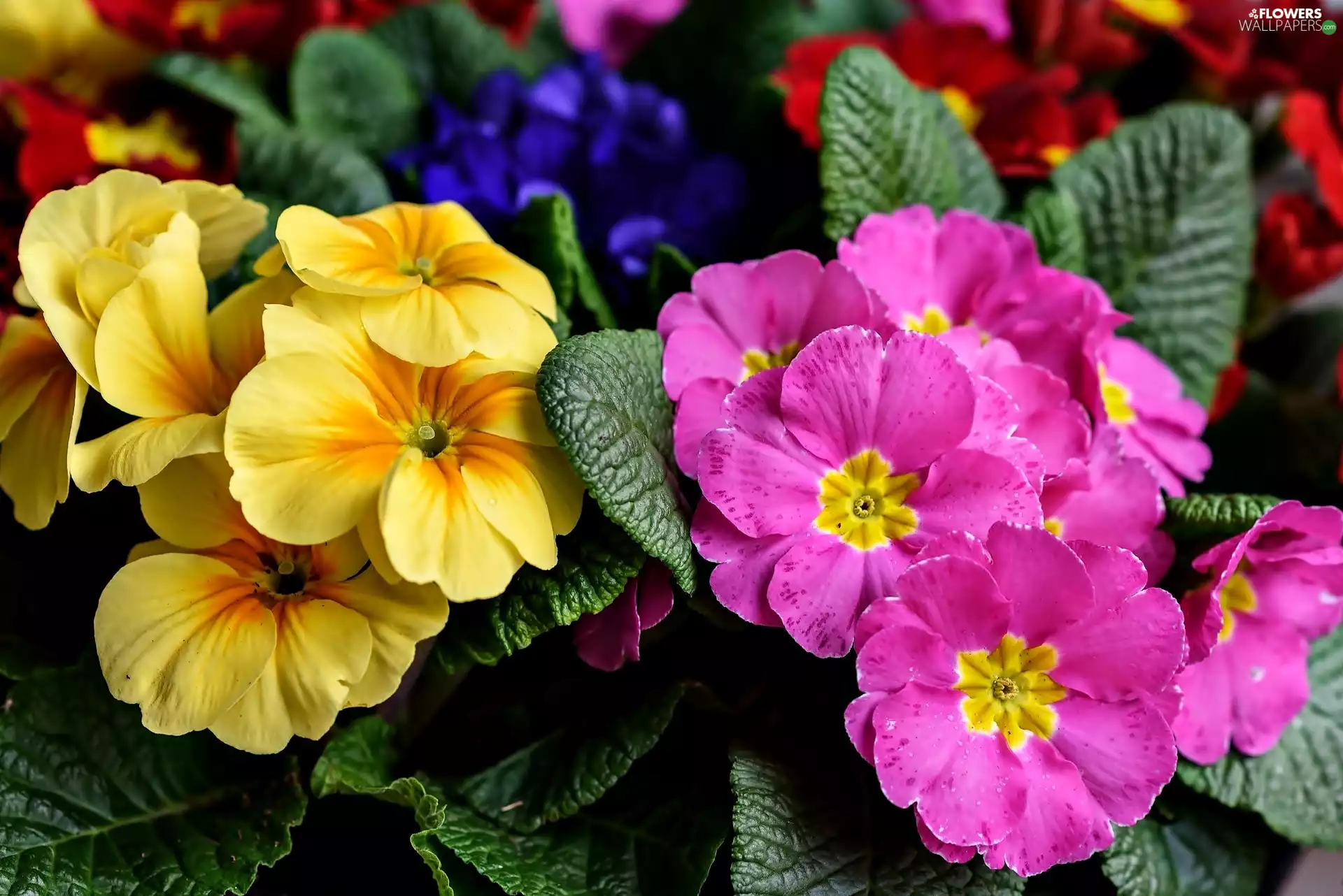 Yellow, Flowers, primrose, Pink