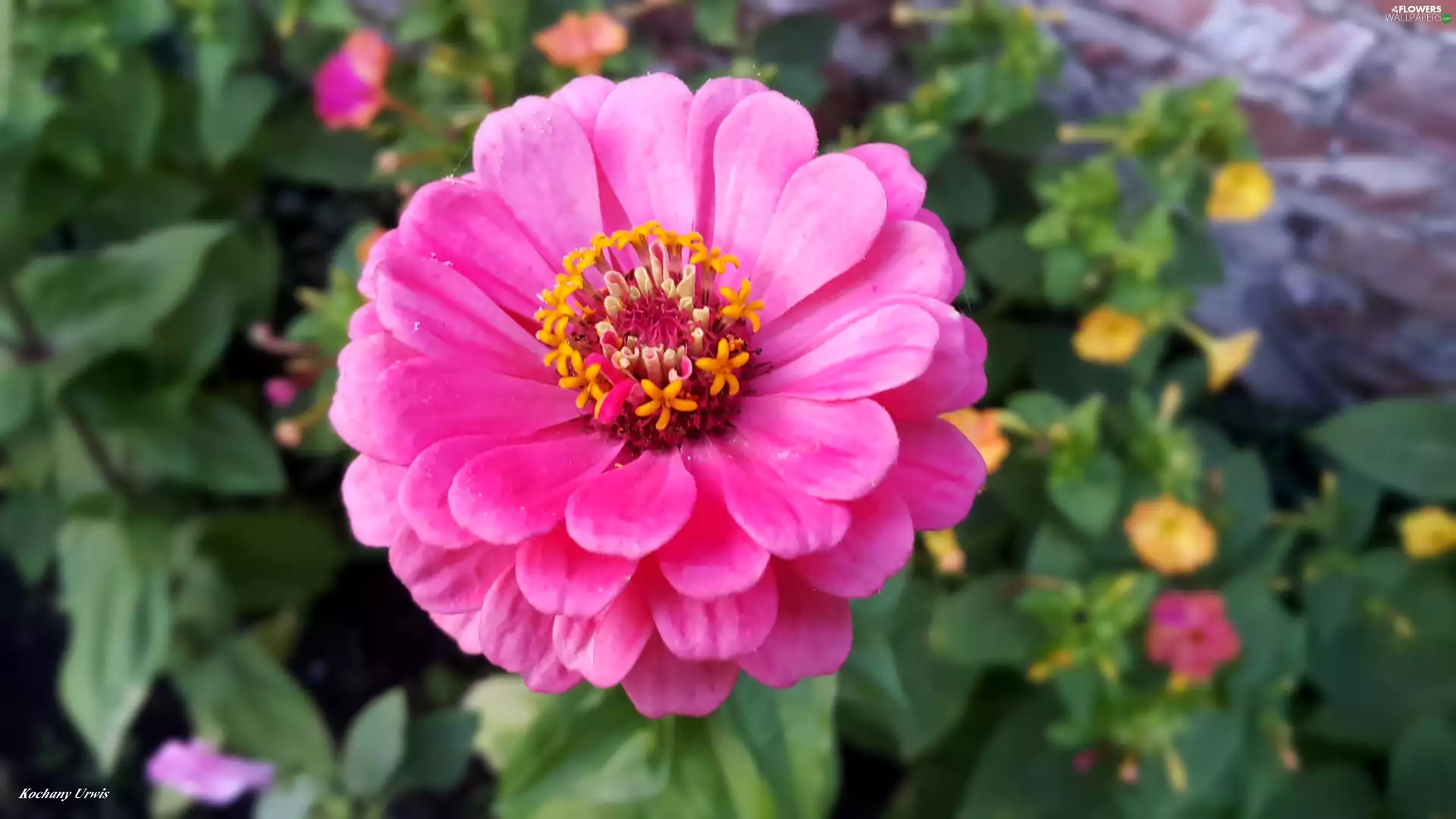 Pink, zinnia