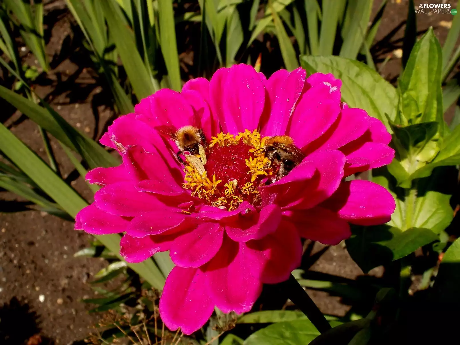 zinnia, Garden, Bumblebees, Pink