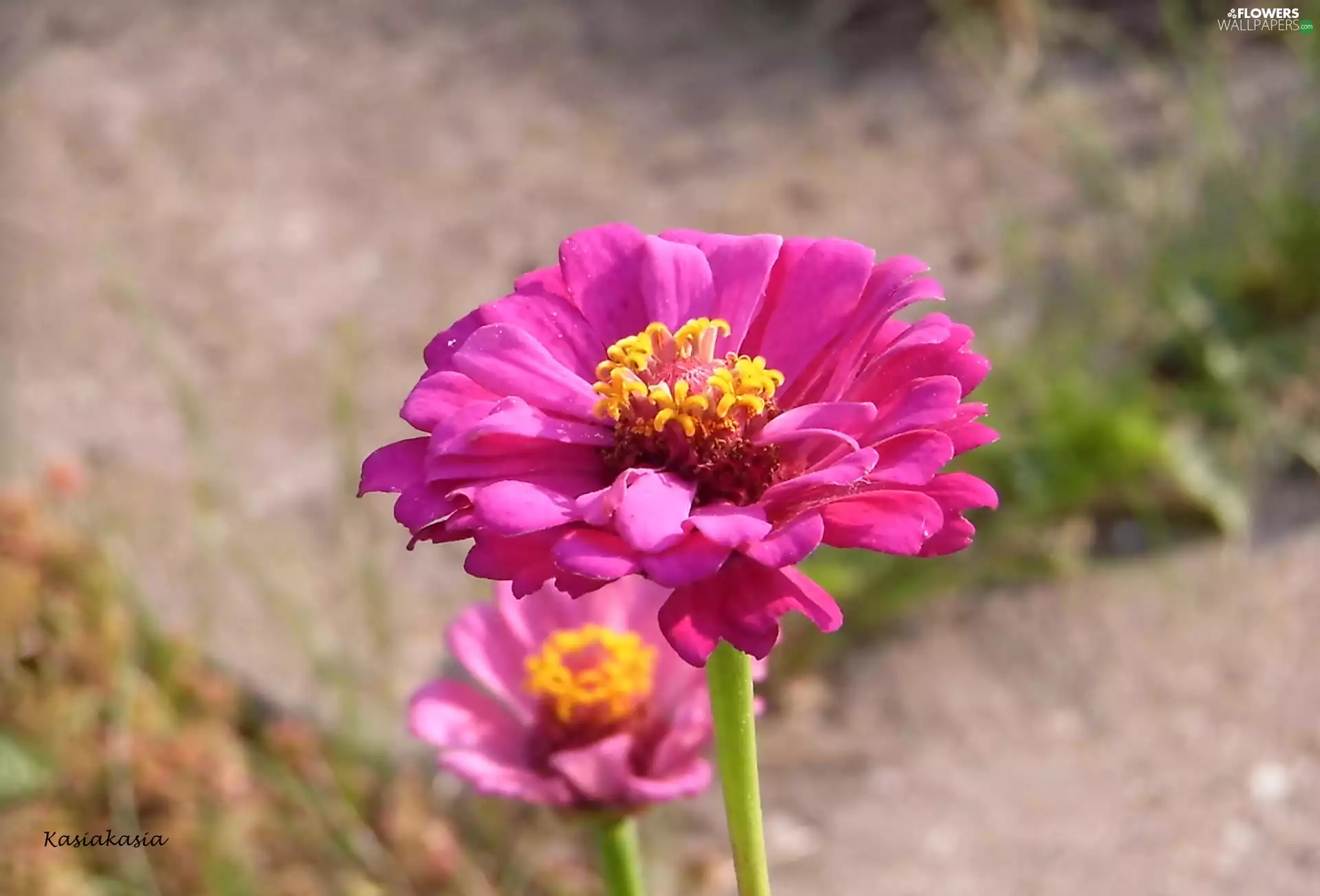 Pink, zinnia
