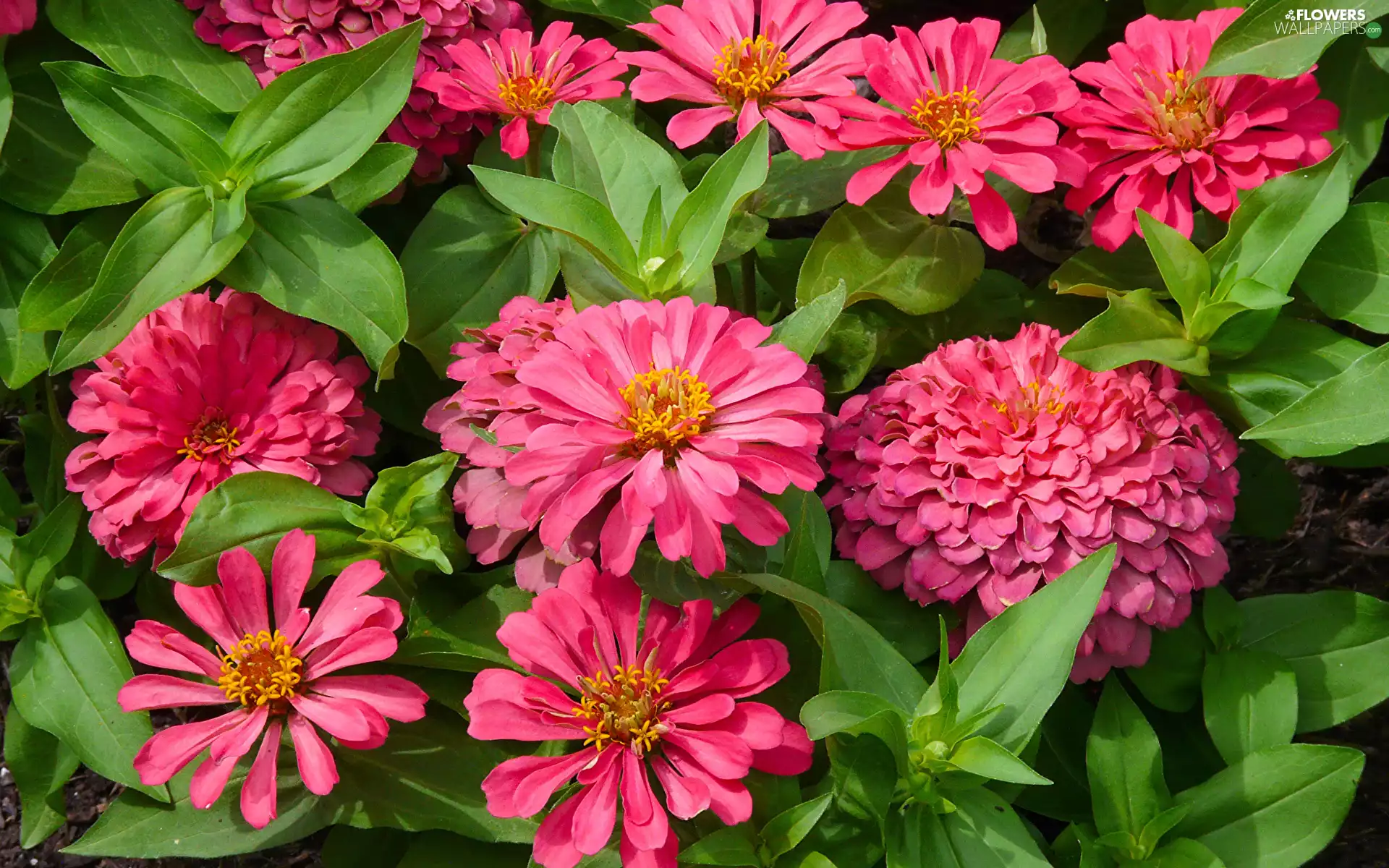 Pink, Flowers, Zinnias