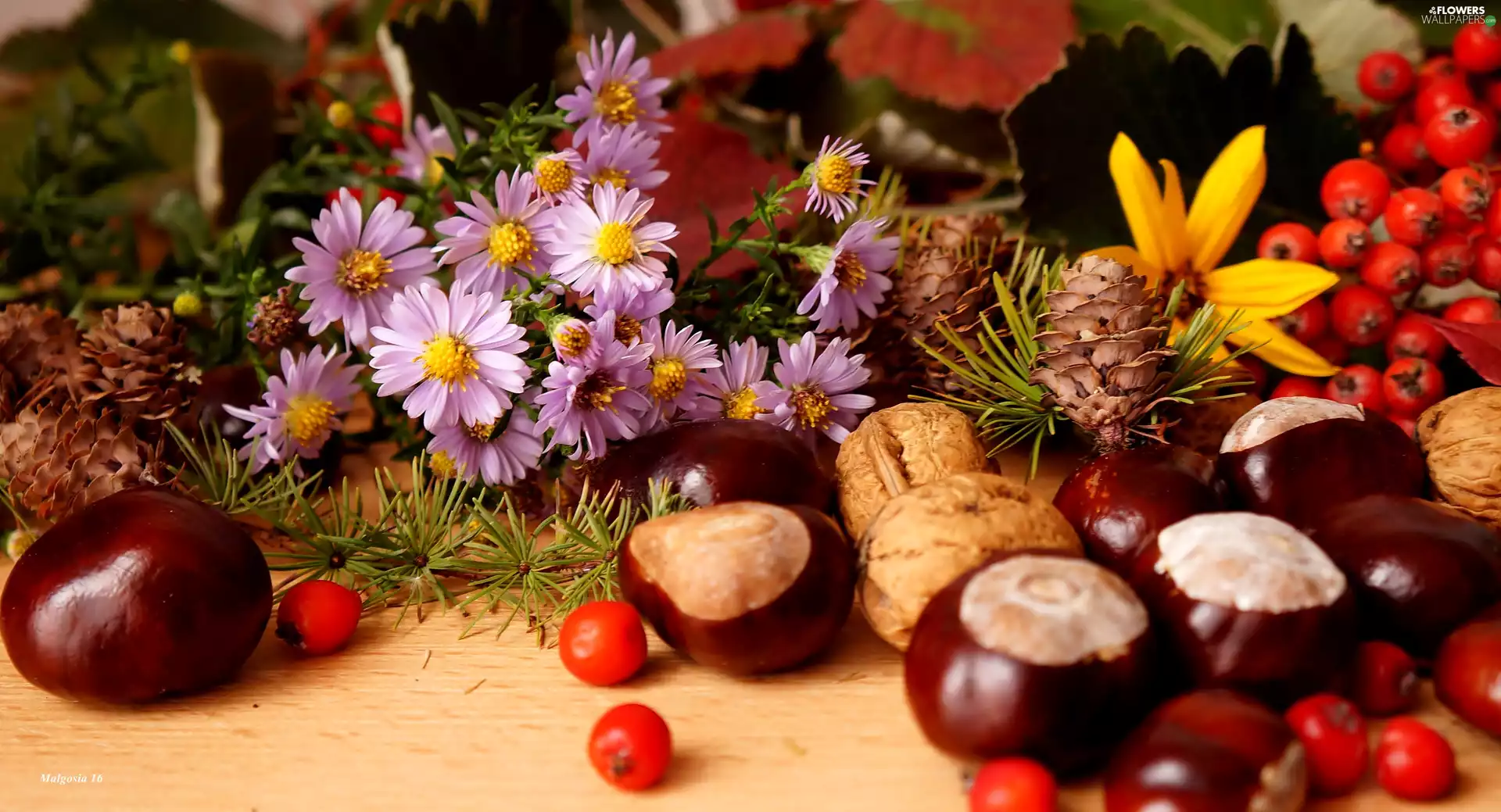 Walnuts, Plant, Astra, chestnuts, composition