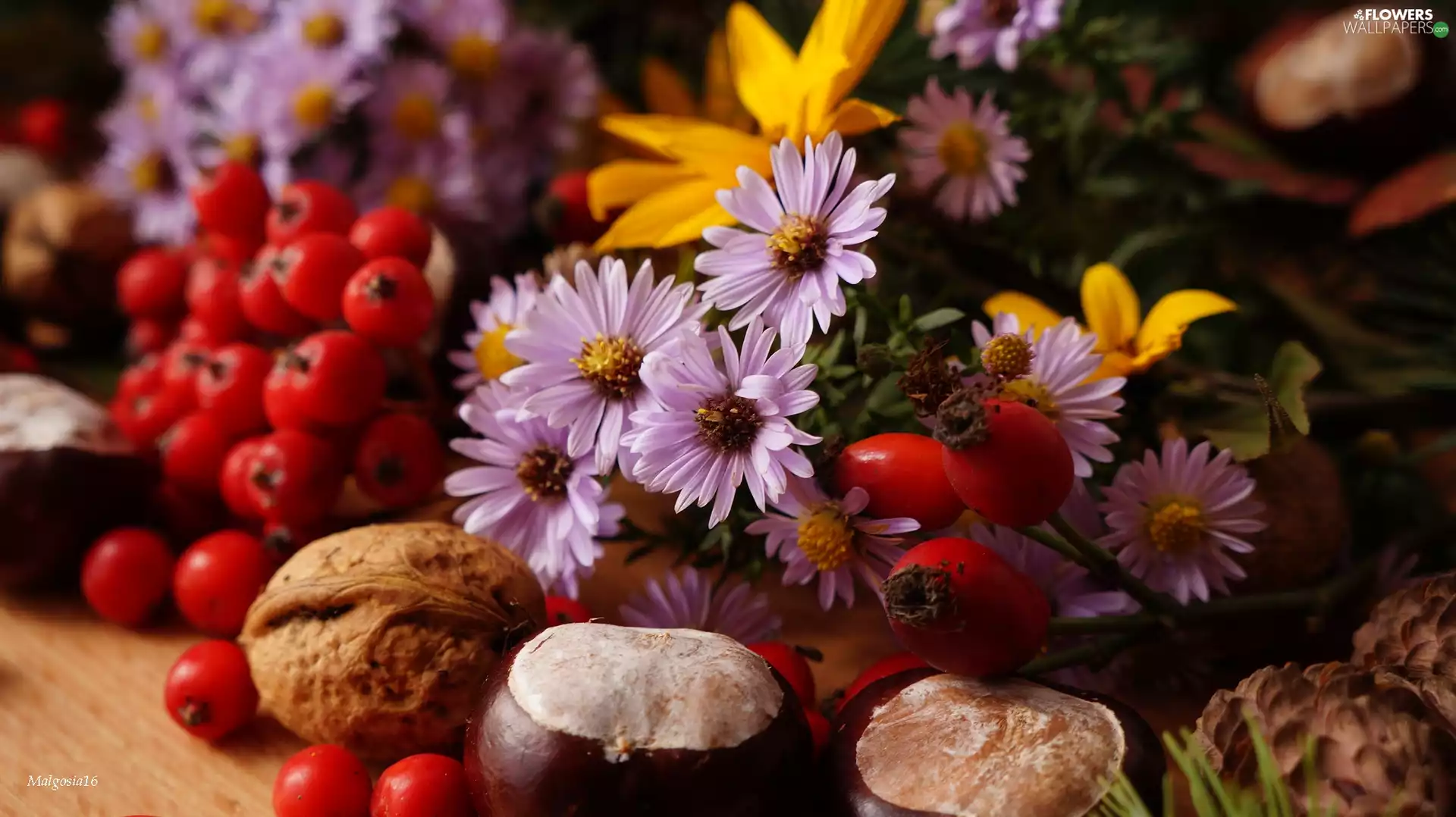 chestnuts, Plant, Astra, Walnut, composition