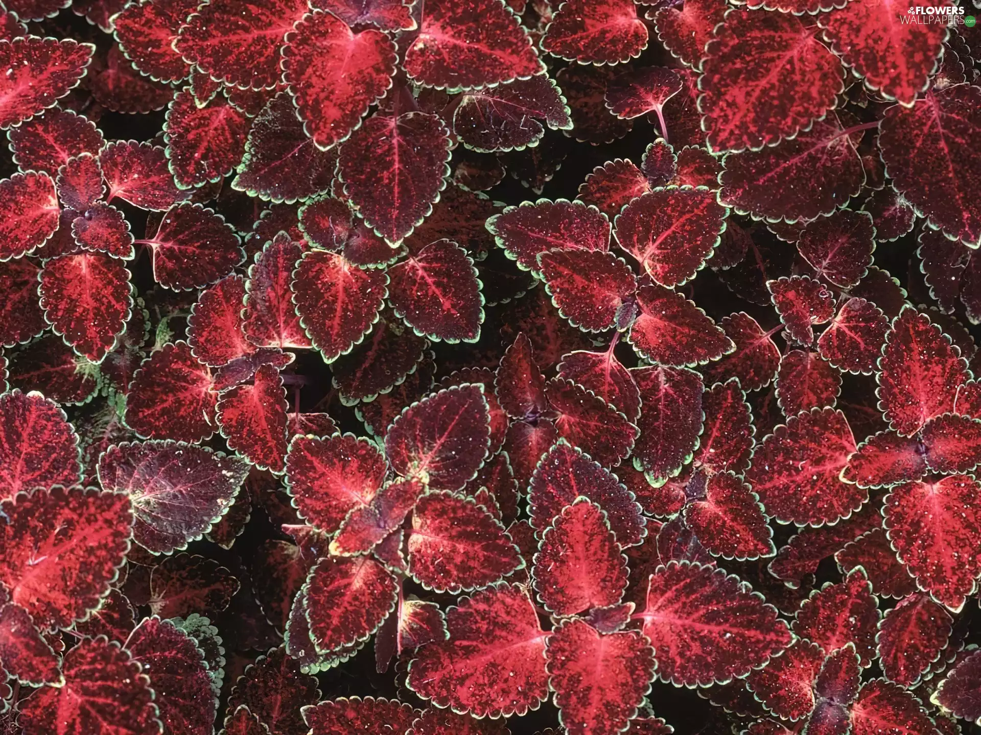 Coleus, Colourfull Flowers, plant