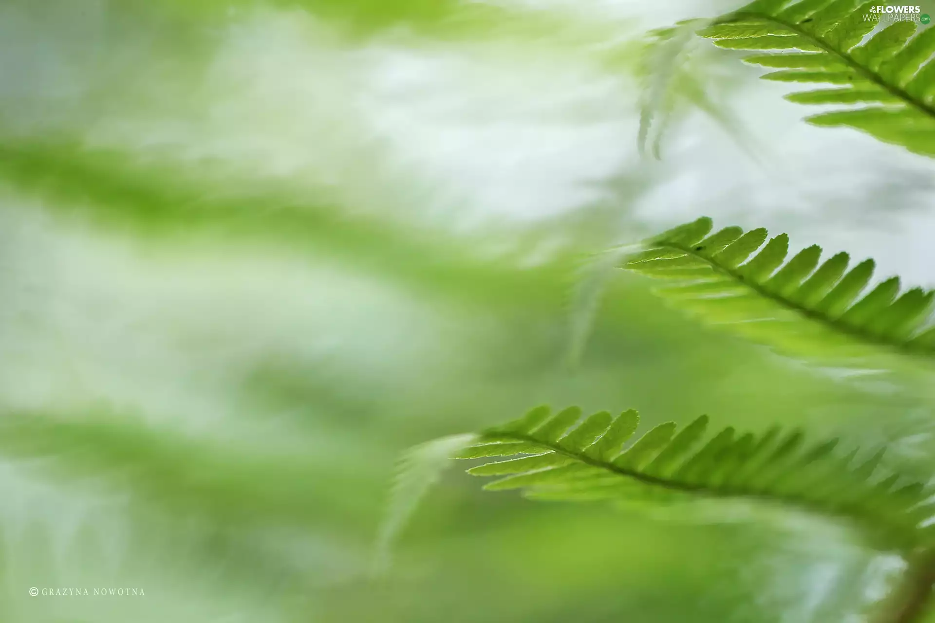 plant, fern, Leaf