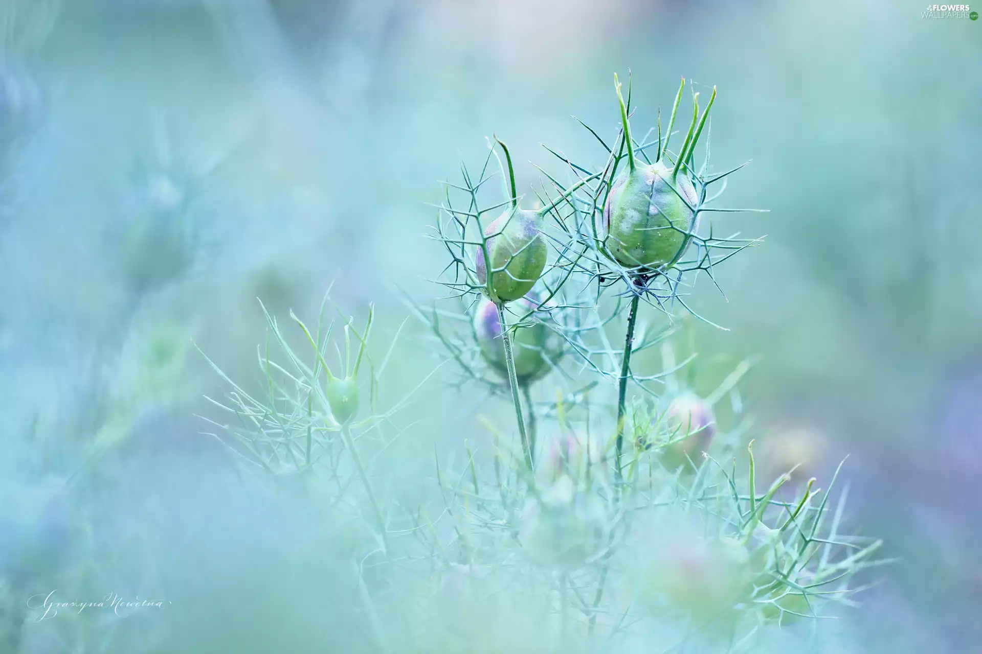 Nigella, plant