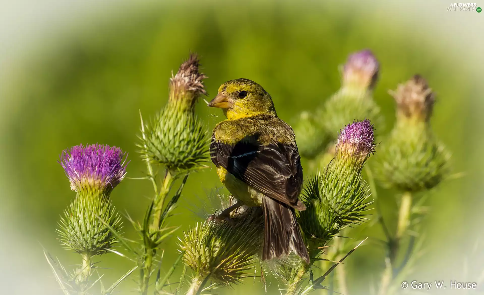 Bird, plant, teasel, American Goldfinch