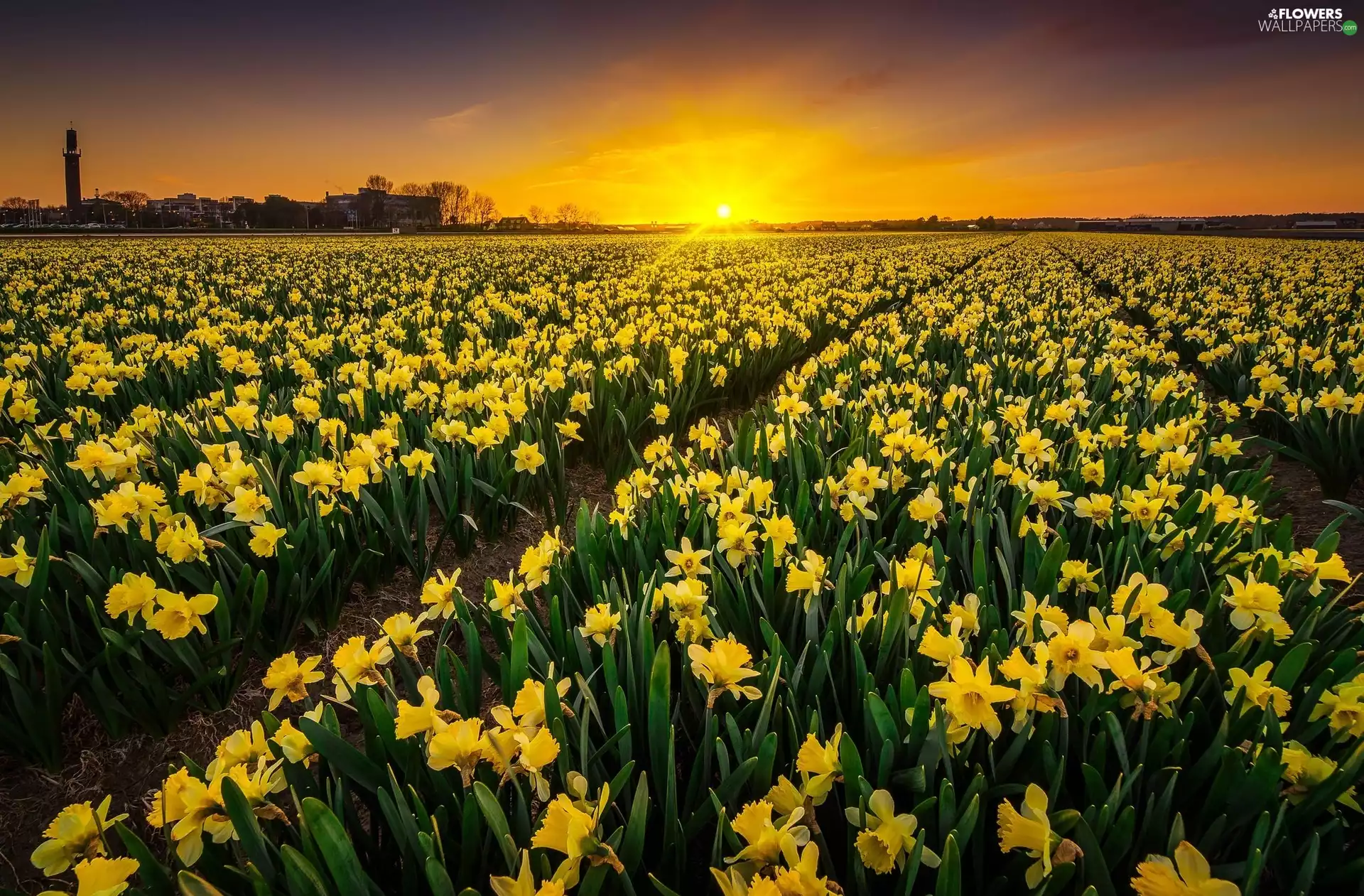 Great Sunsets, narcissus, plantation
