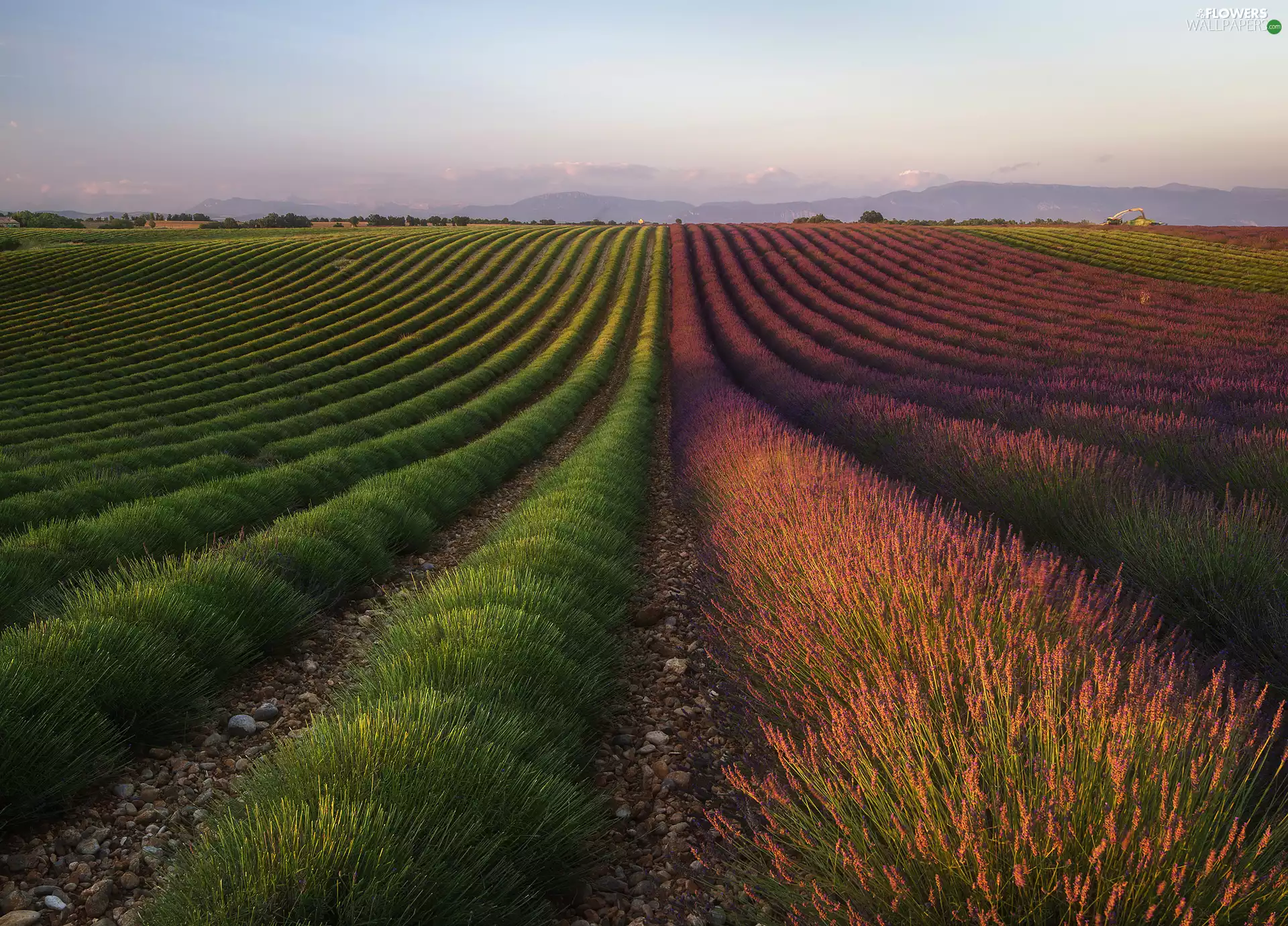 plantation, Field, lavender