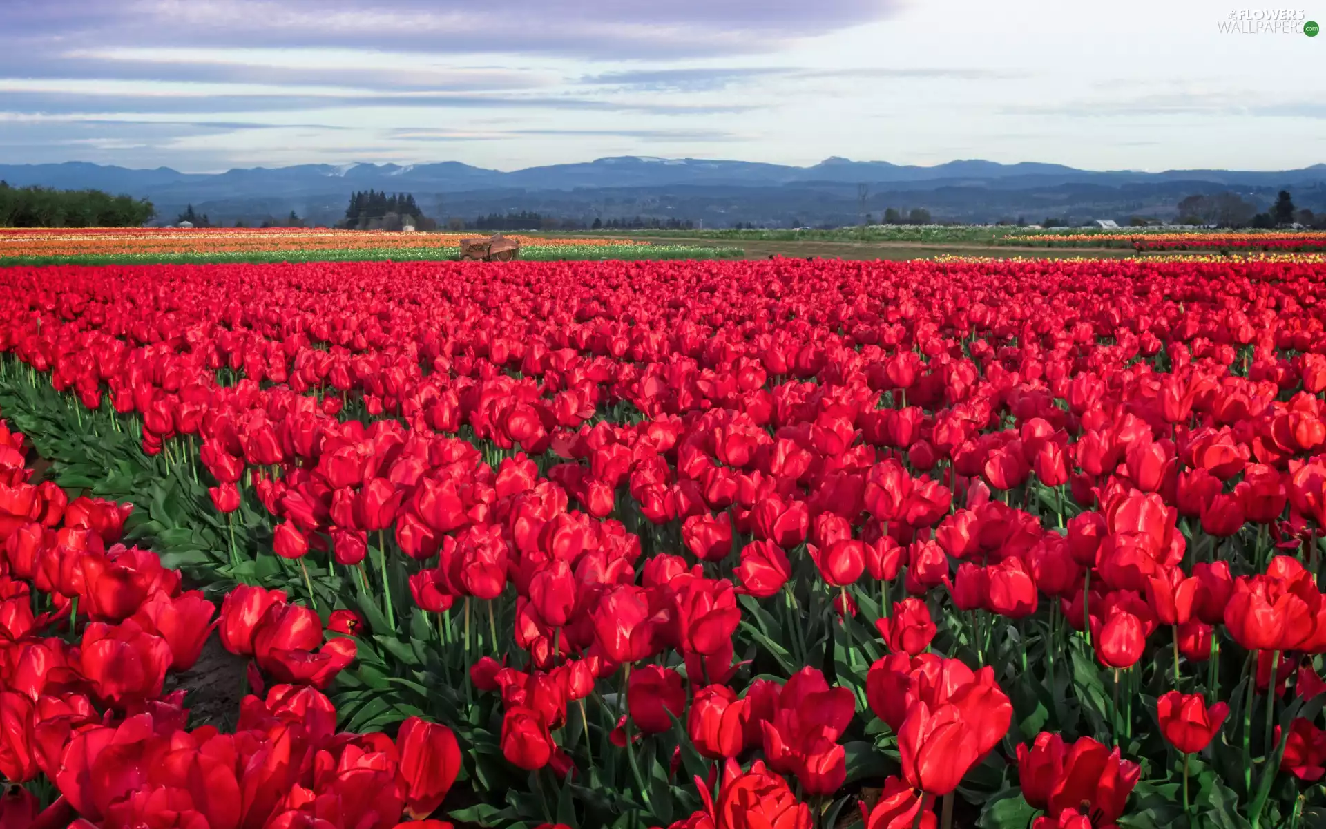 Field, plantation, Red, Tulips, Flowers