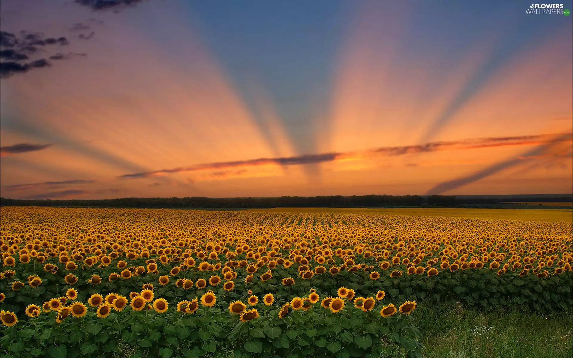 plantation, sunflowers