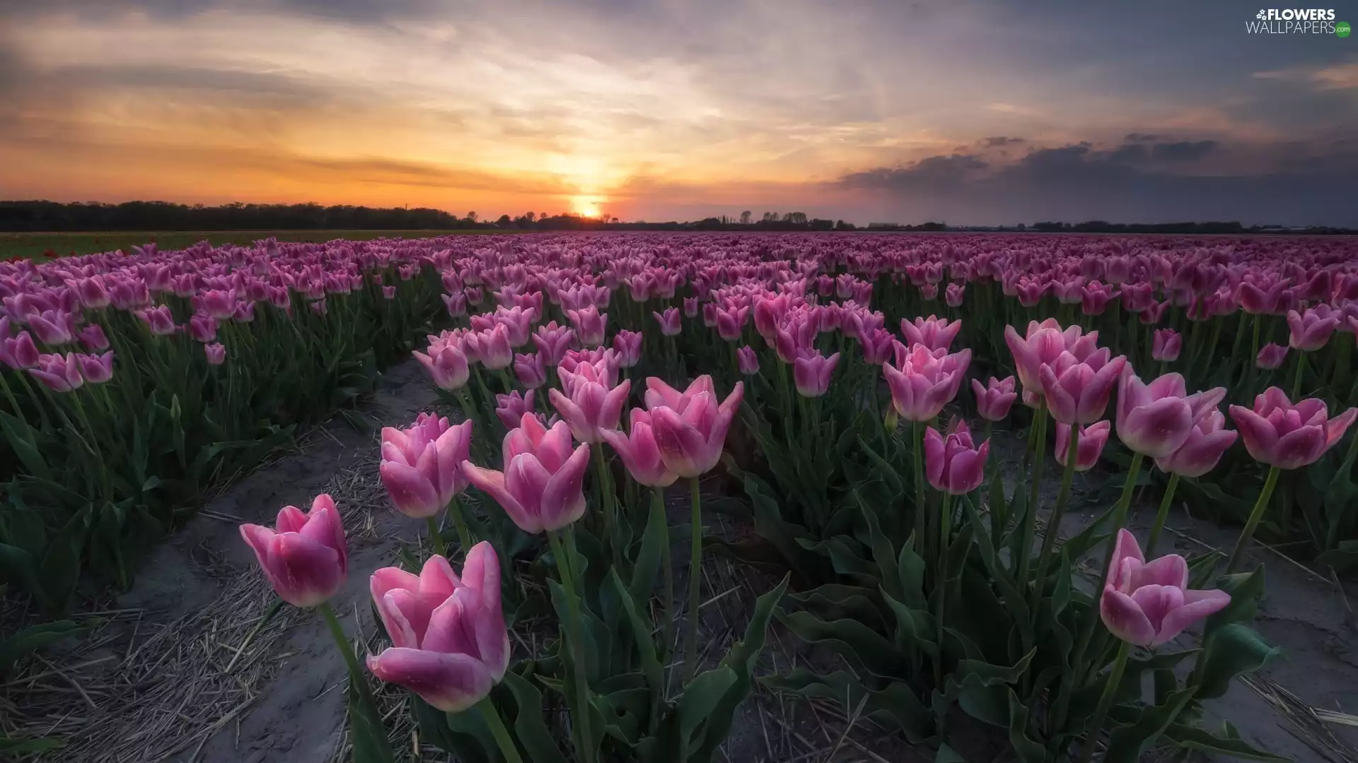 Spring, plantation, Tulips, Great Sunsets