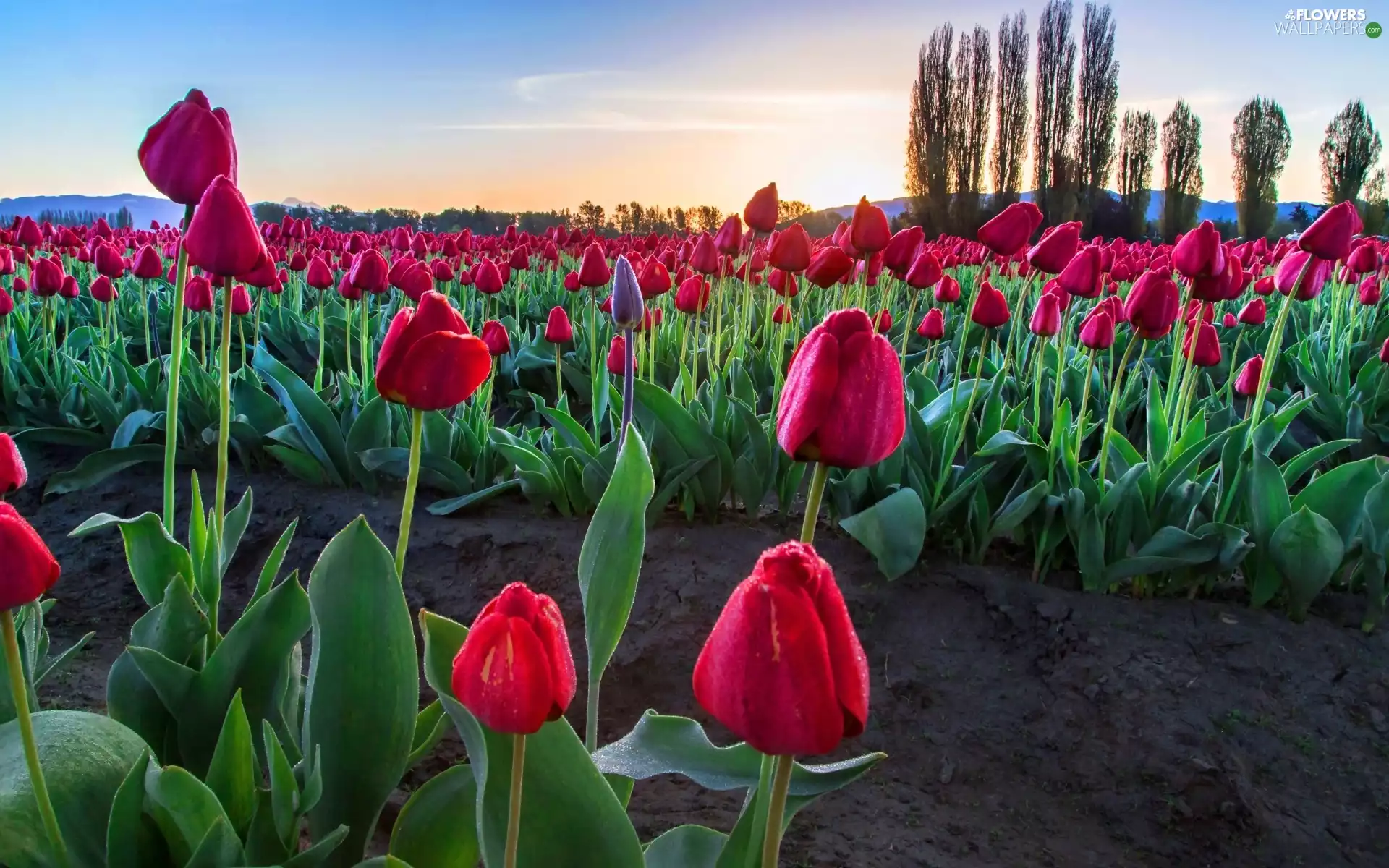 Tulips, trees, viewes, plantation