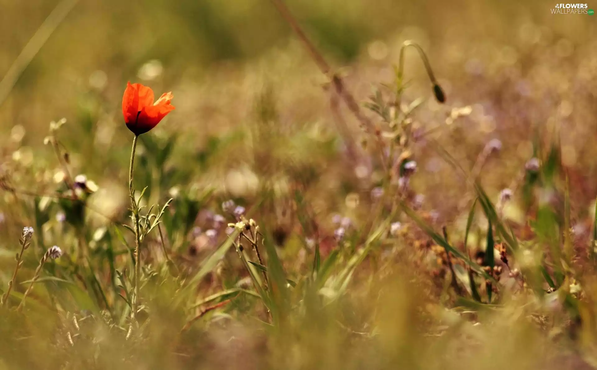 blur, red weed, plants