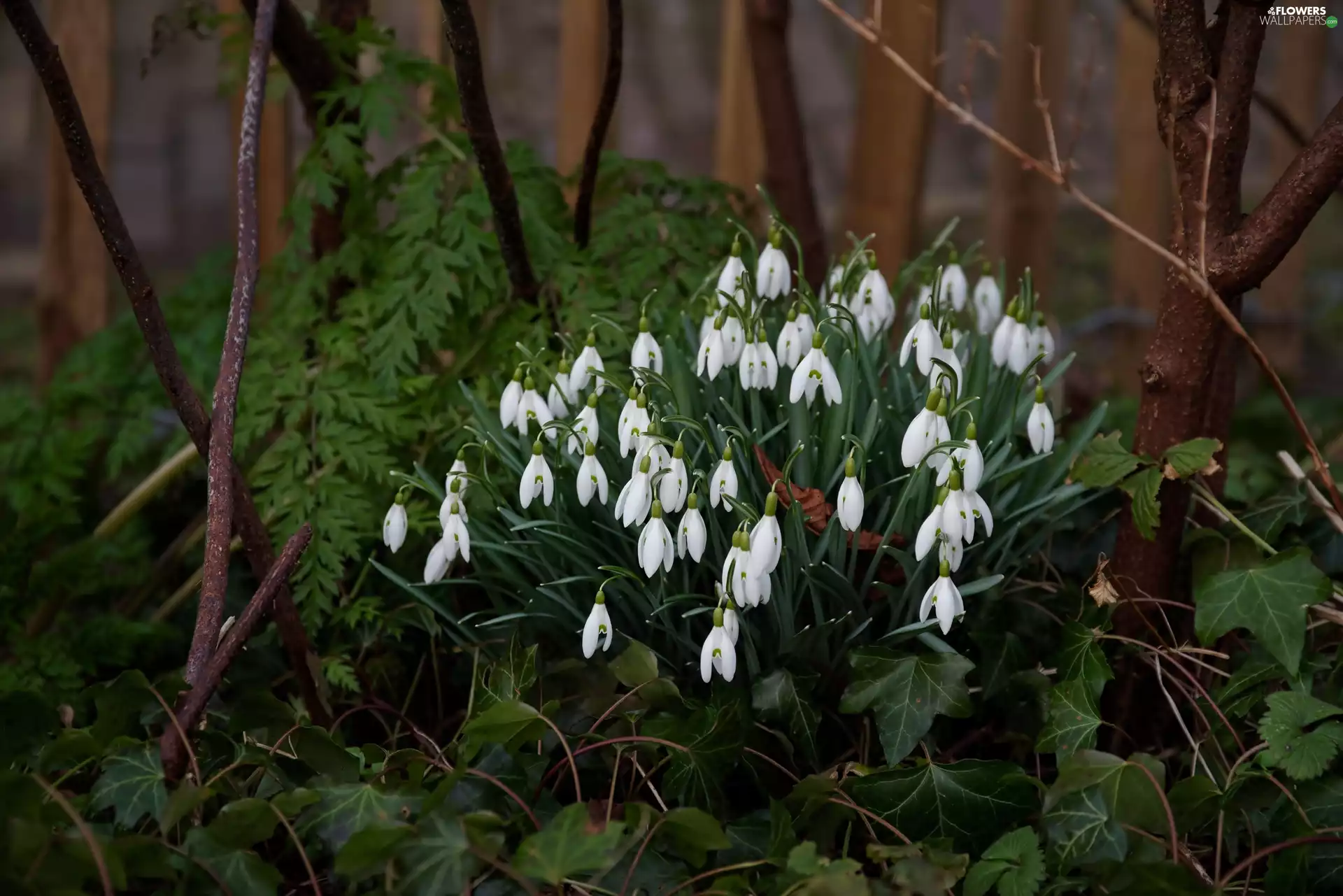 Plants, snowdrops, cluster