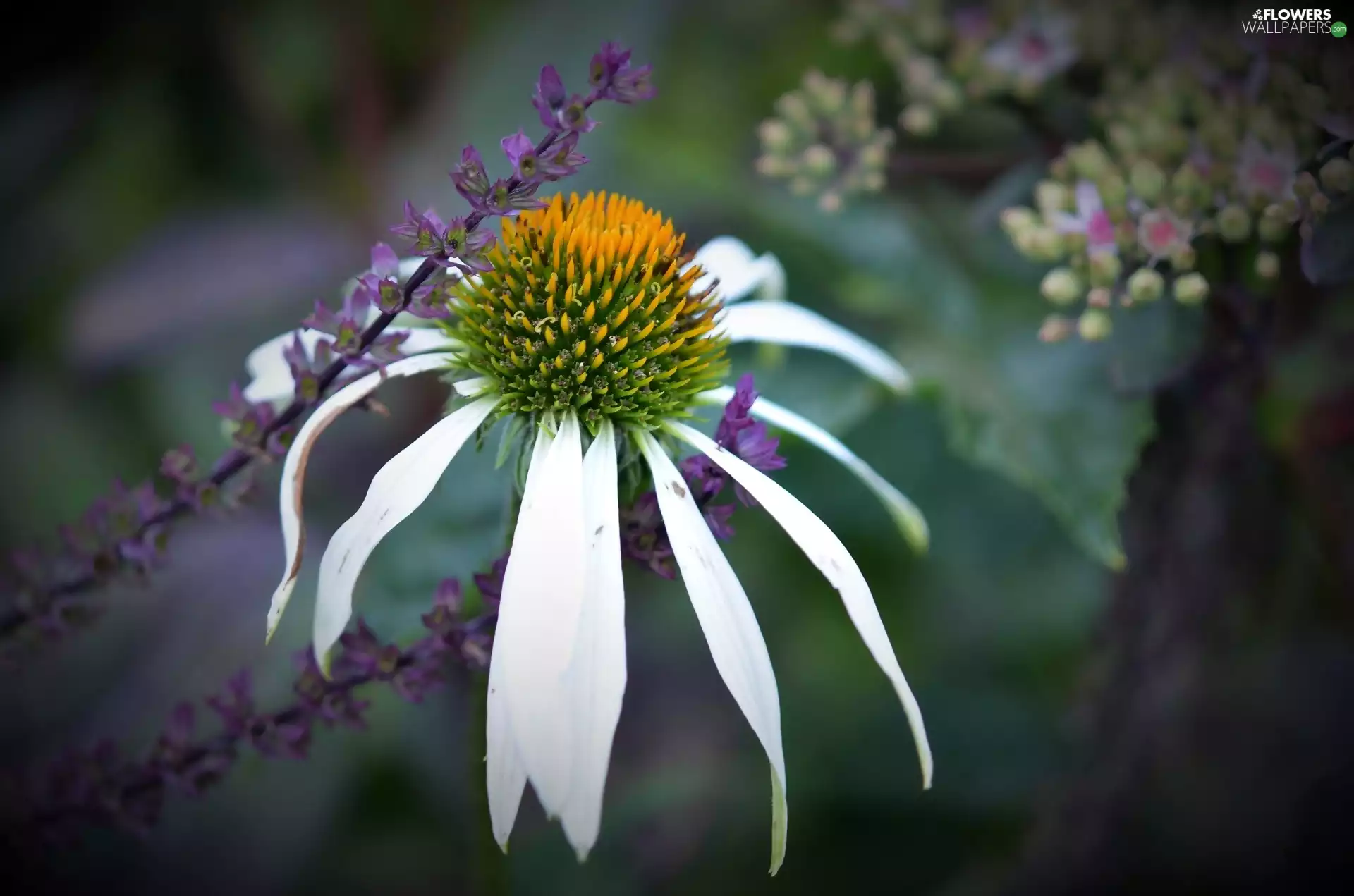 echinacea, purple, plants, Colourfull Flowers