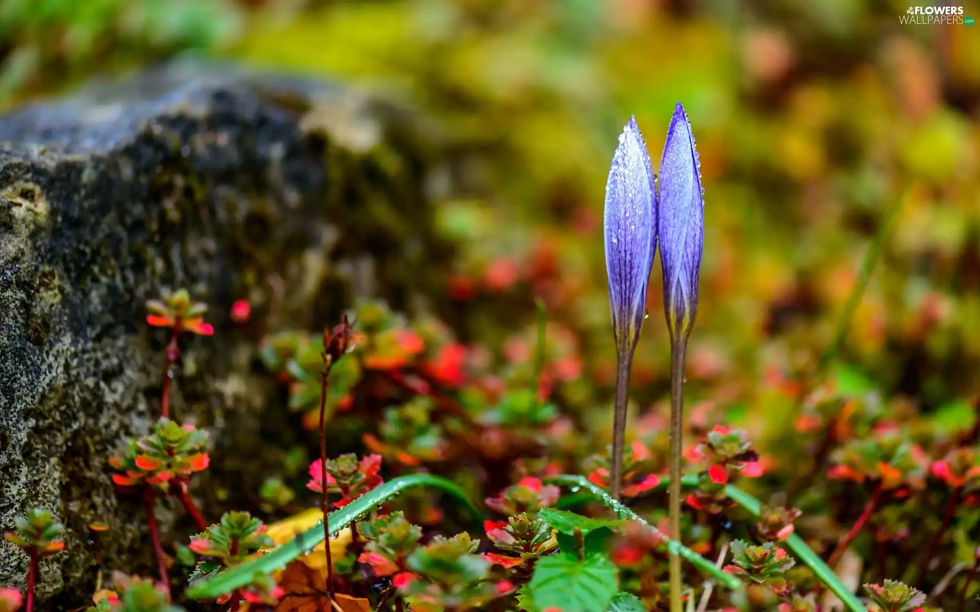crocuses, Spring, Close, plants
