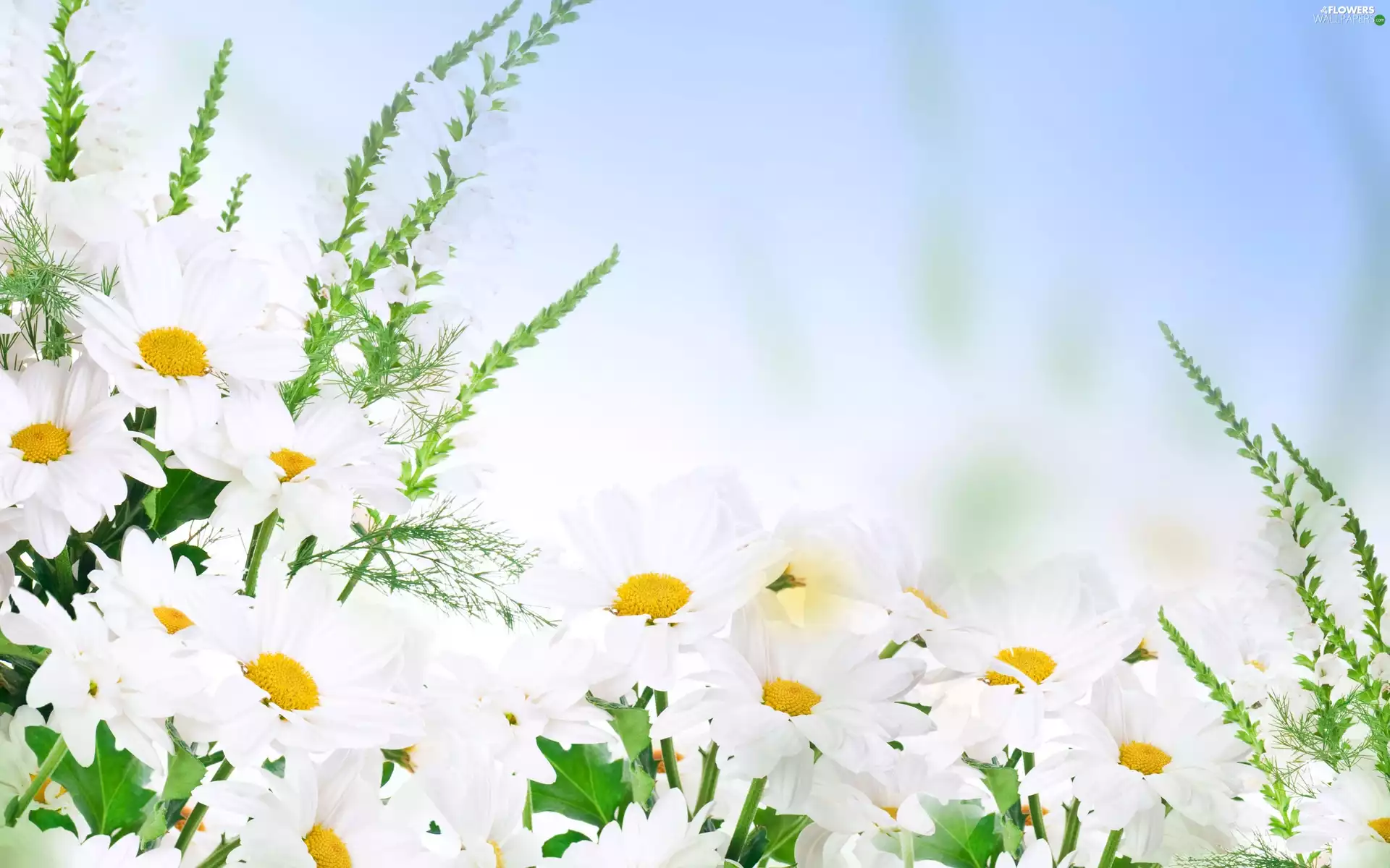 Plants, Flowers, daisy