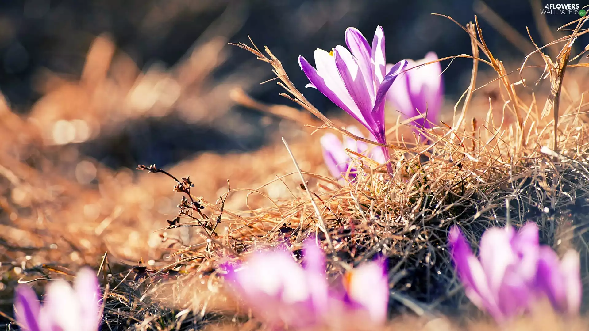 dry, crocuses, blur, plants