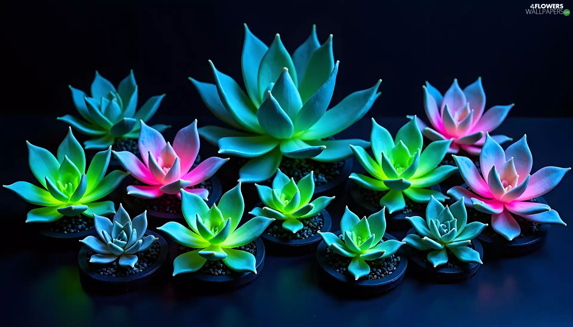 Plants, succulents, Echeveria