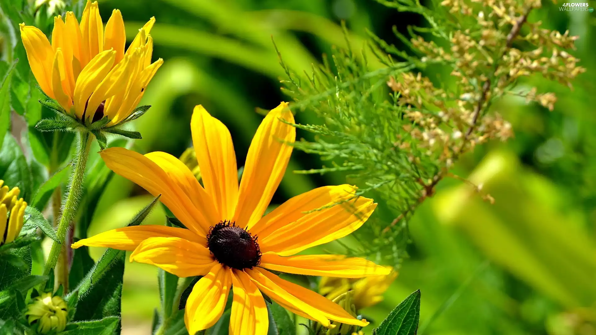 plants, Yellow, Flowers