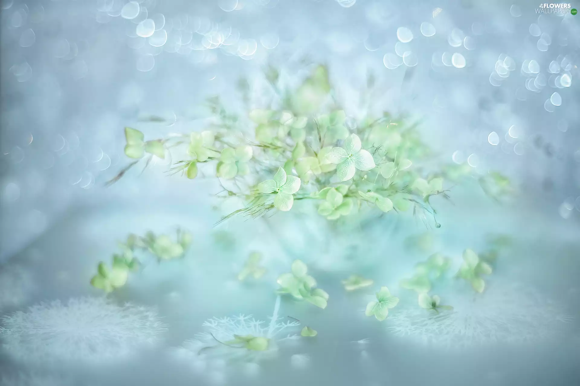 Plants, hydrangea, grass