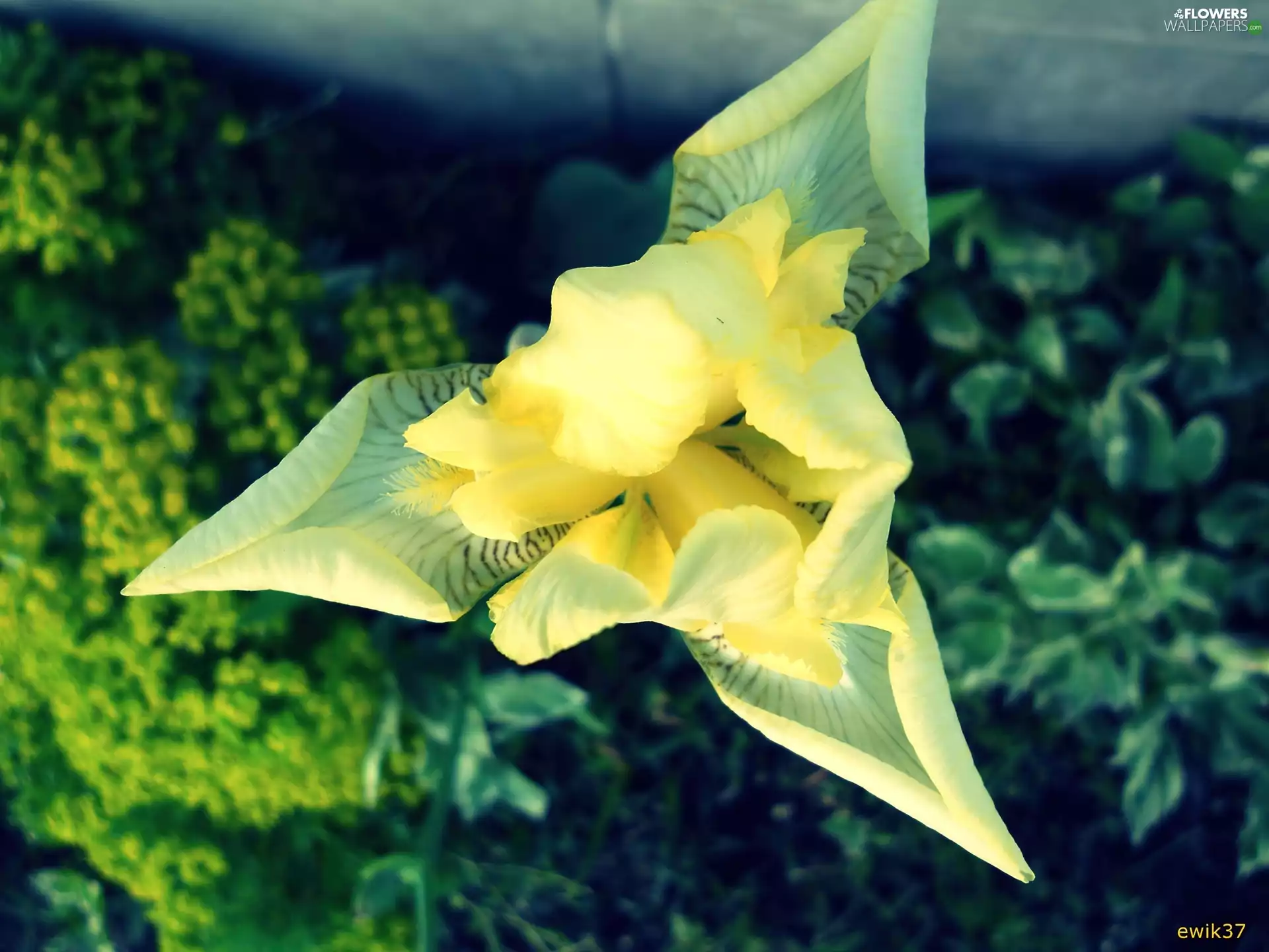 Plants, Yellow, iris