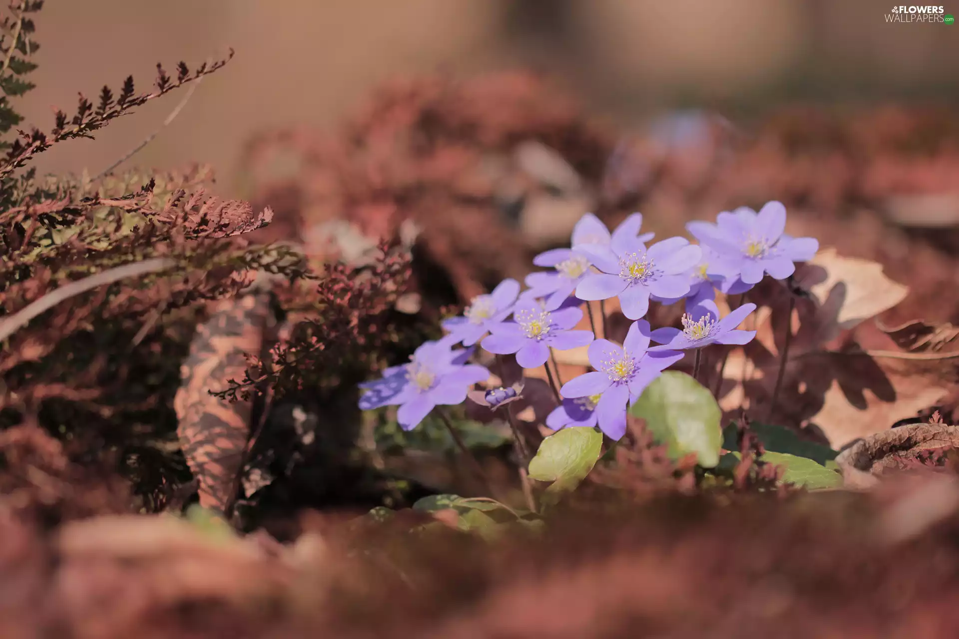 Flowers, lilac, dry, Plants, cluster, Liverworts