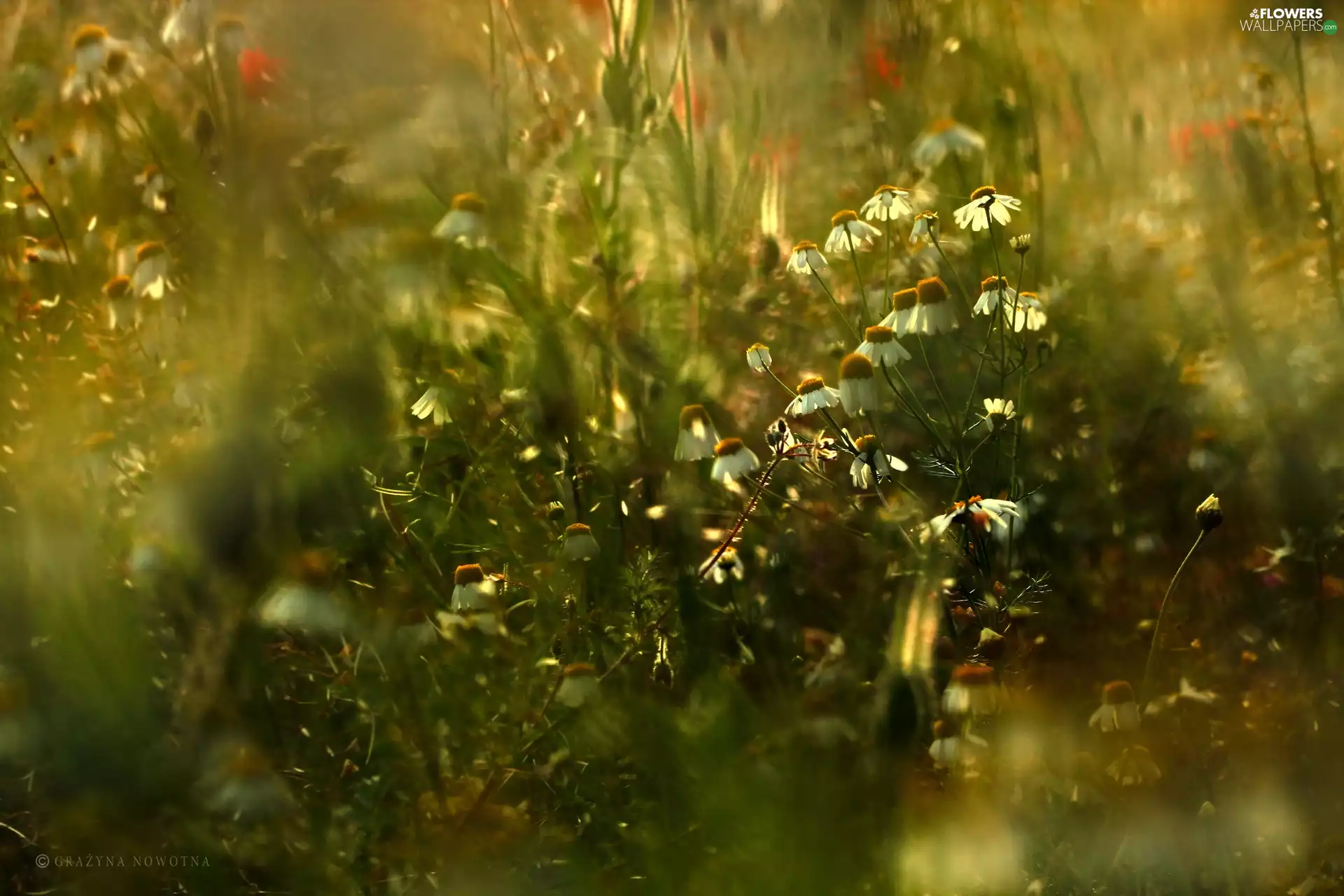 Plants, chamomile, Meadow