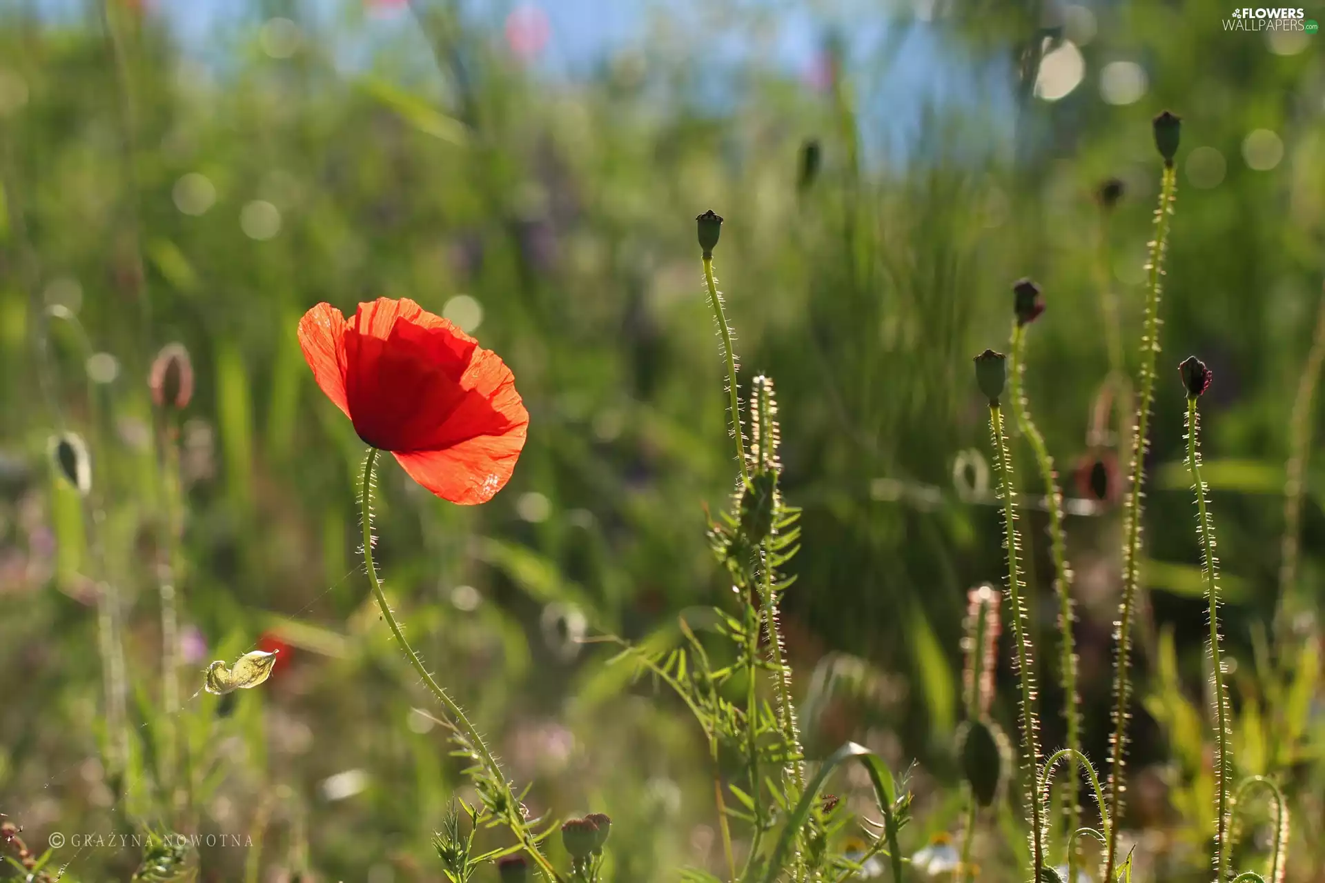 Meadow, red weed, Plants