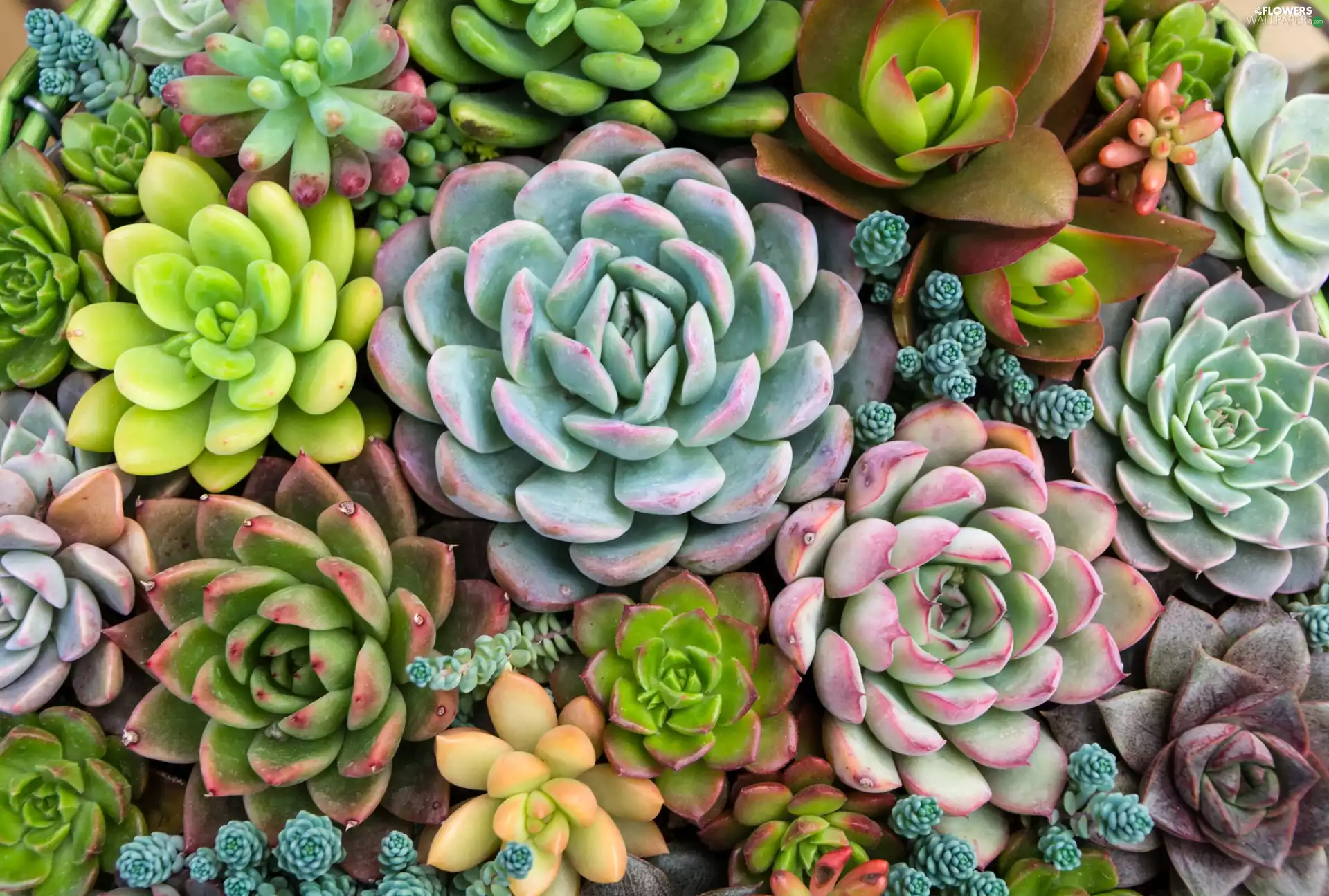 Plants, Sempervivum