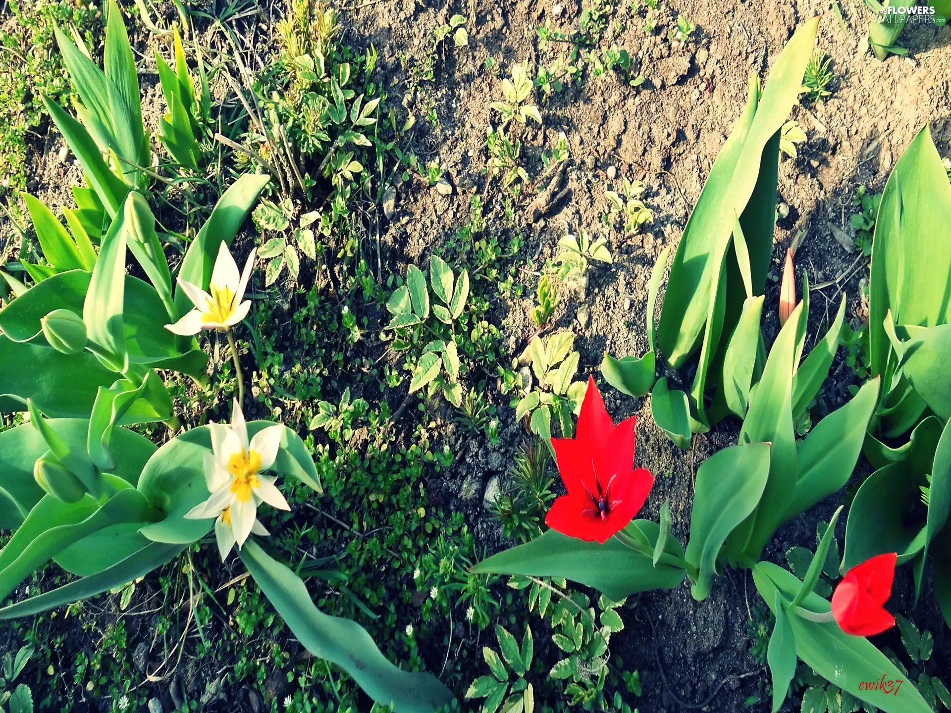Plants, Garden, Tulips
