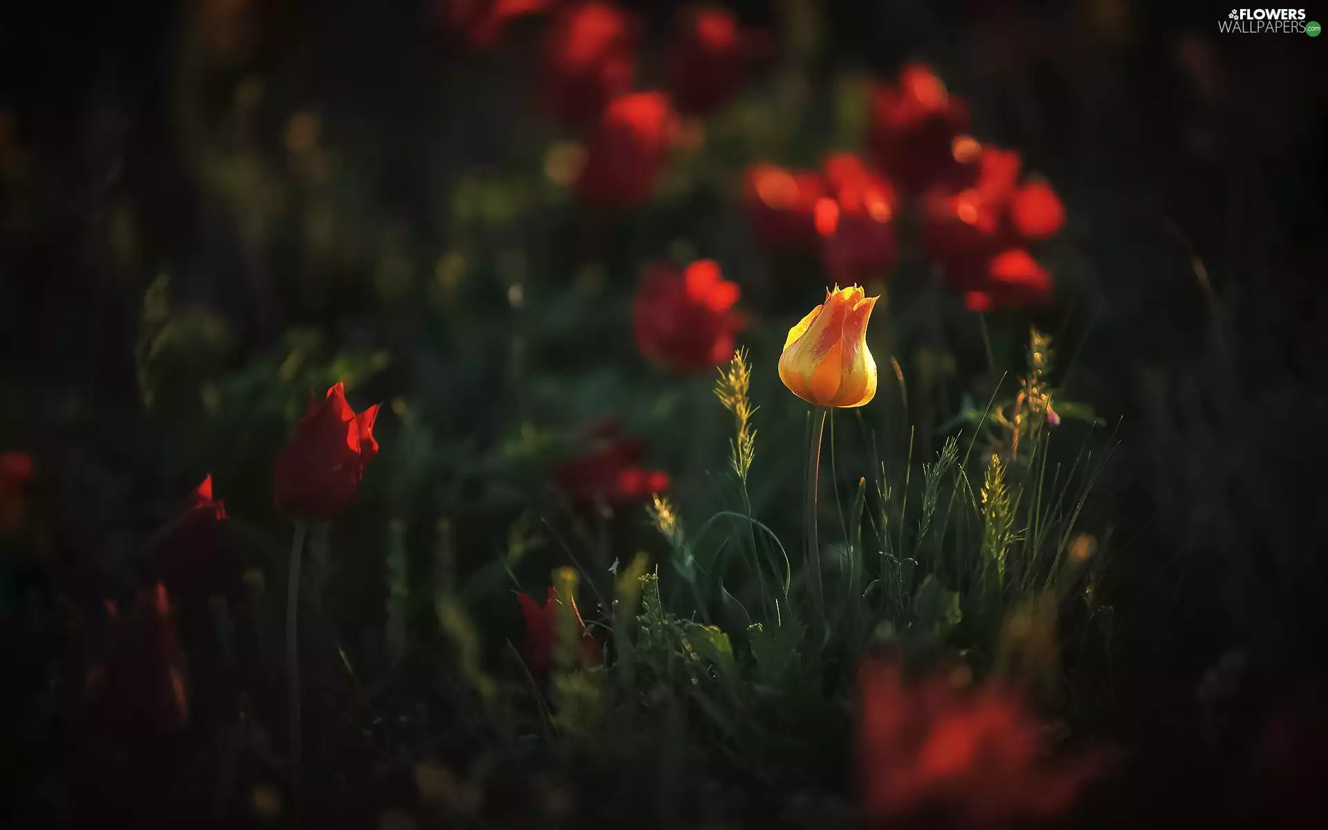 Plants, Meadow, Tulips