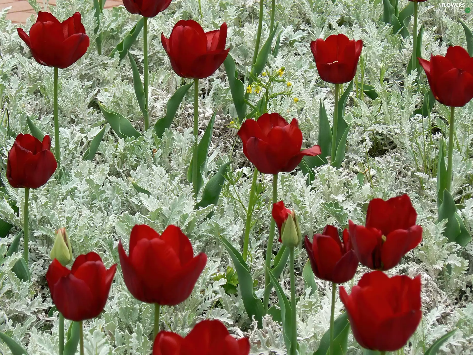 Plants, Red, Tulips