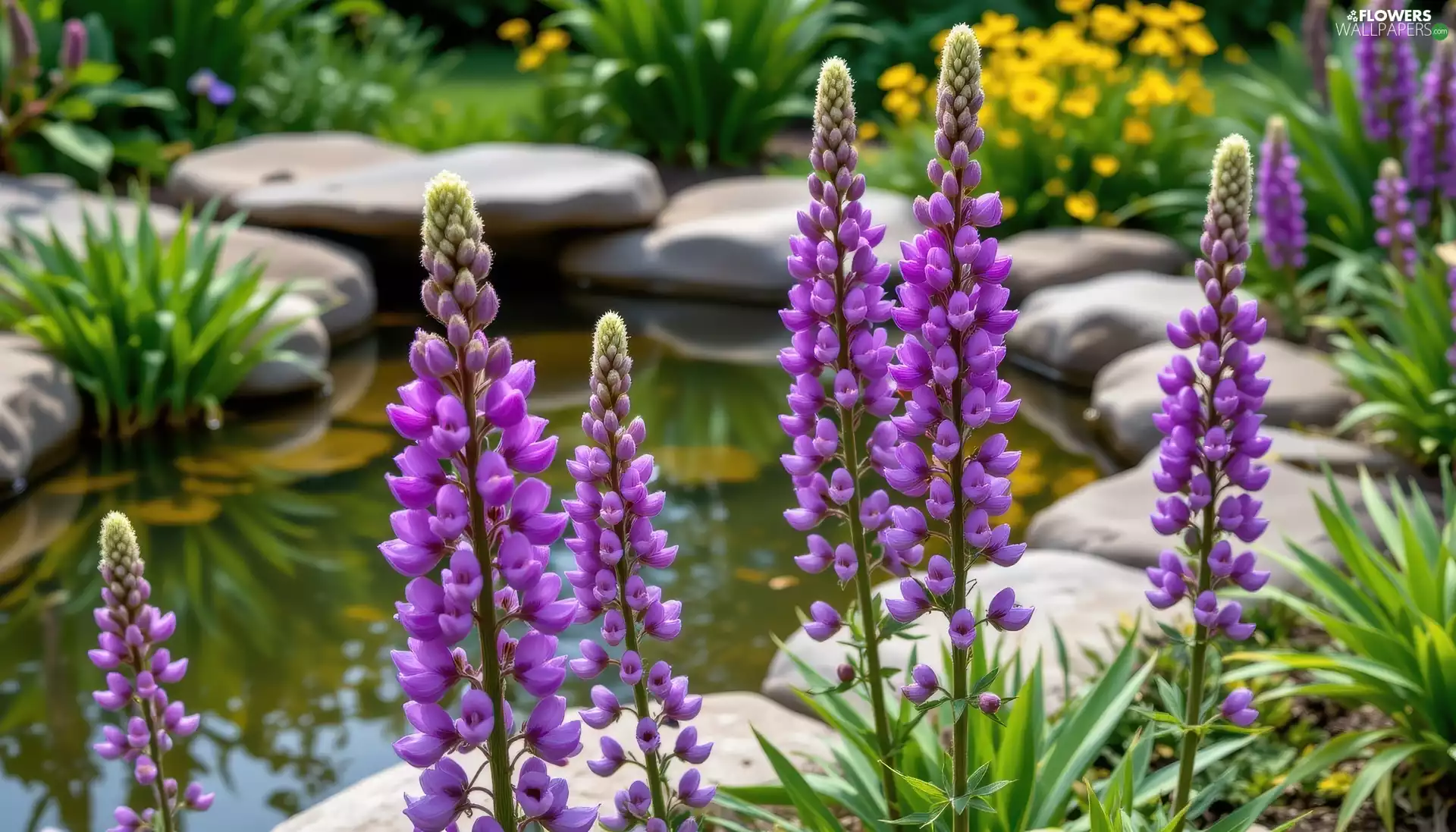 lupine, Pond Water, Flowers, Stones, Garden, purple, Plants