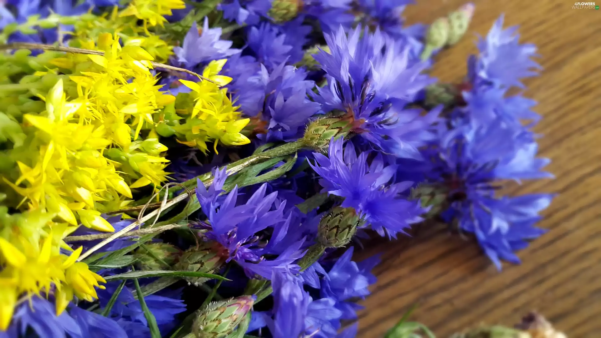 Plants, cornflowers, Yellow