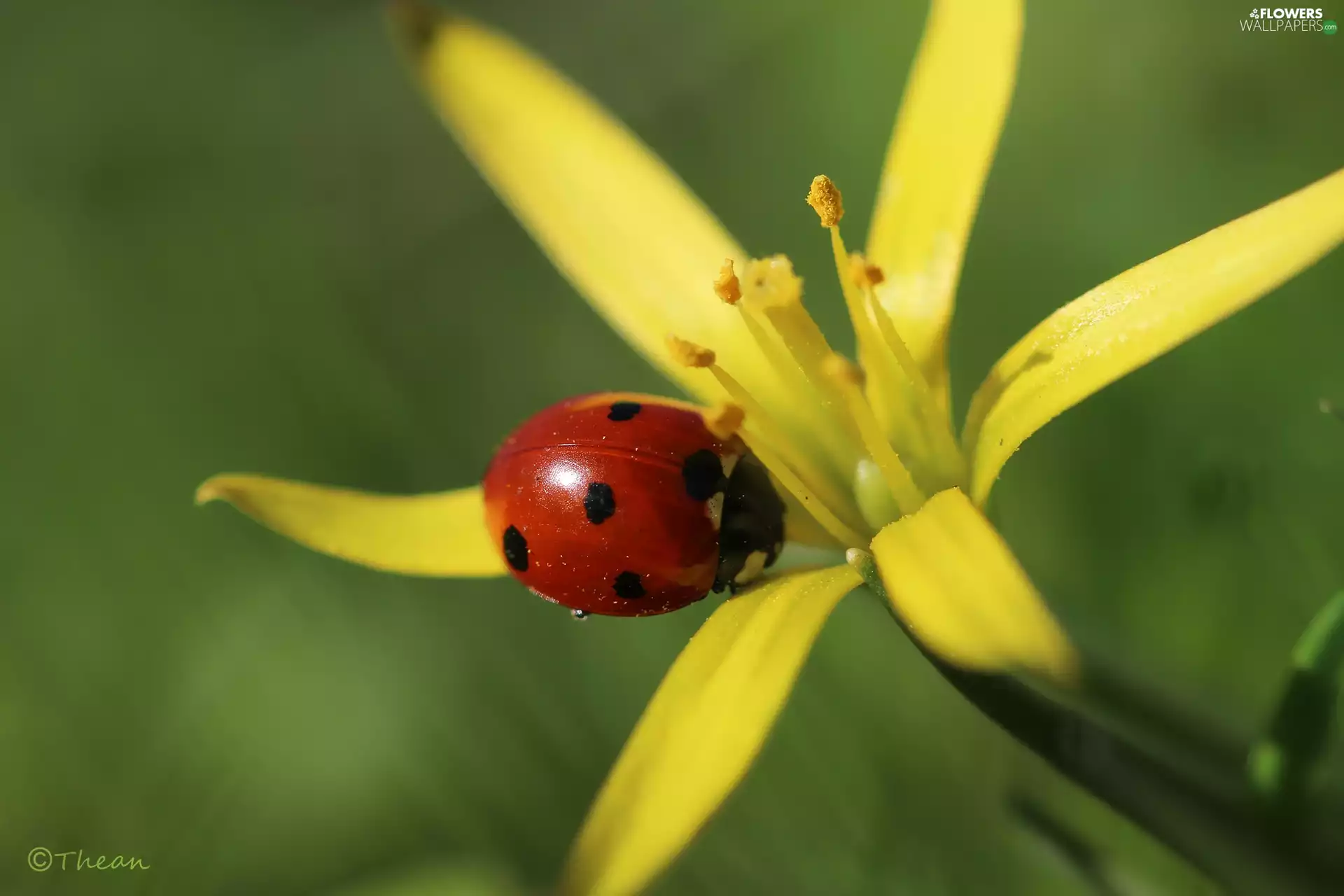 ladybird, Yellow gold plating, Colourfull Flowers