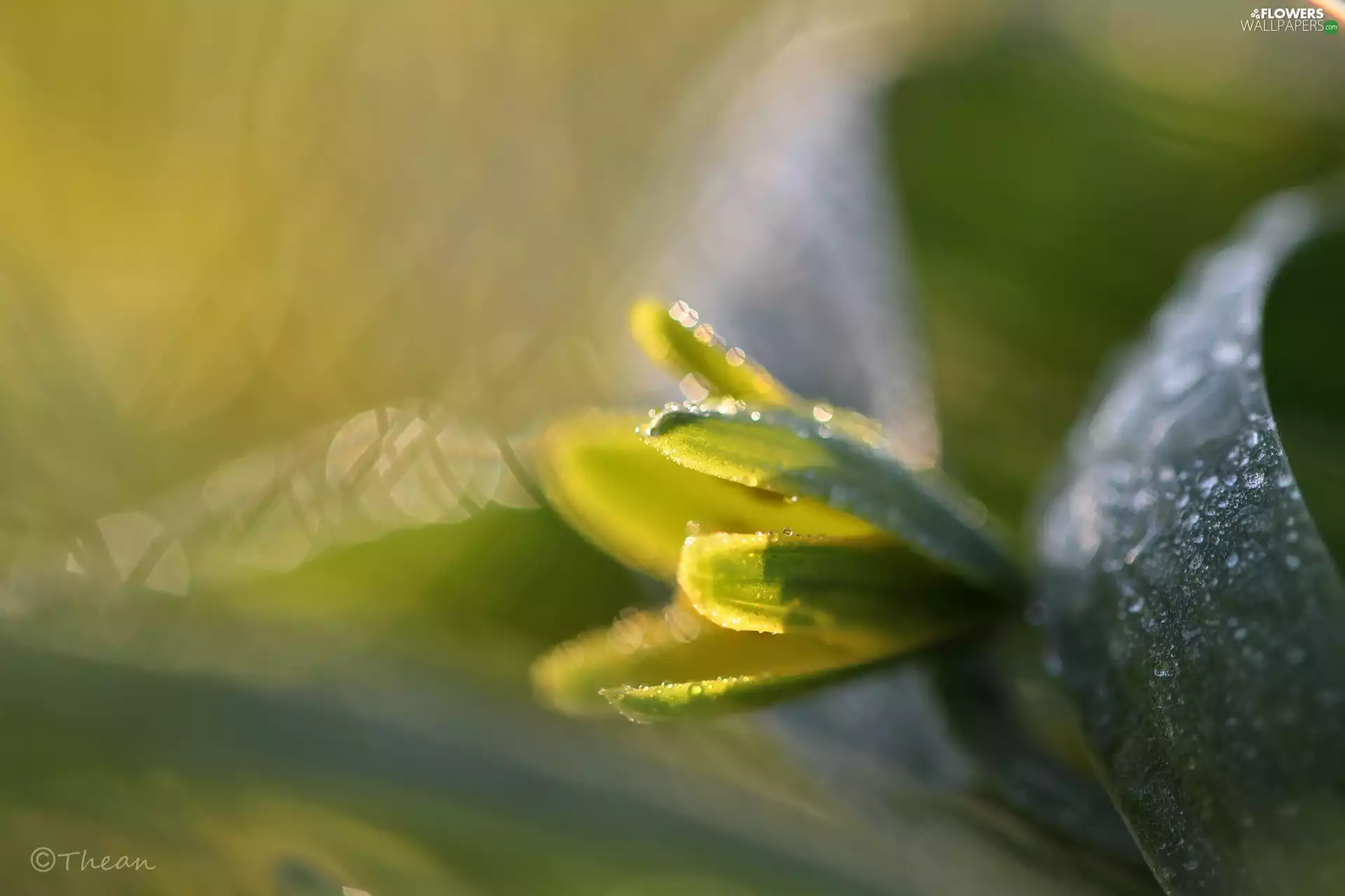 Spring, Yellow gold plating, Colourfull Flowers