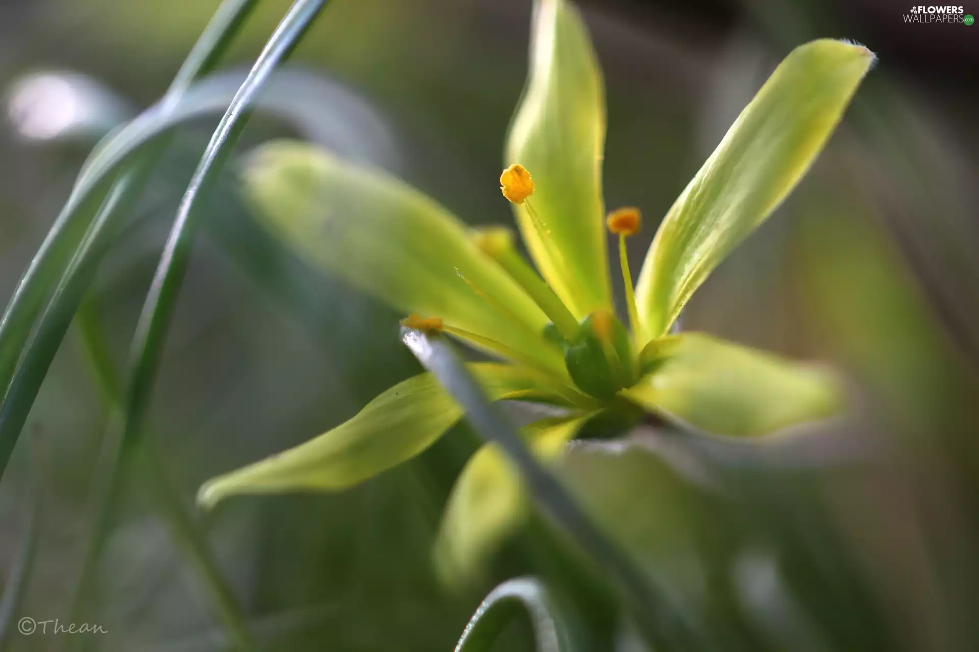 Spring, Yellow gold plating, Colourfull Flowers