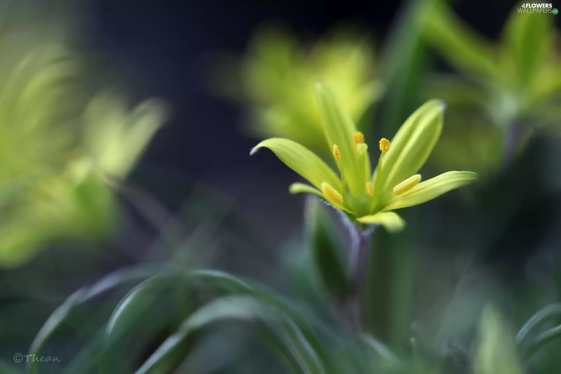 Spring, Yellow gold plating, Colourfull Flowers