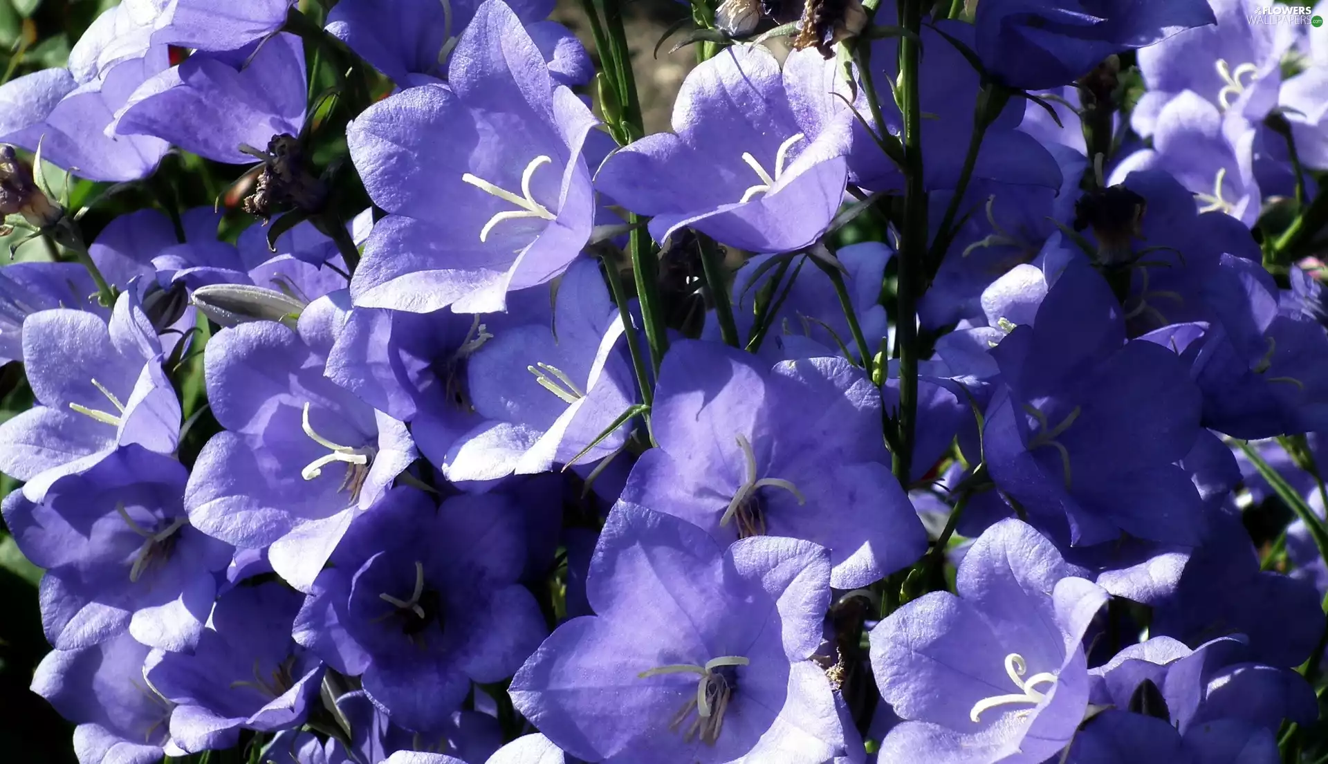 Platycodon, nature, Flowers